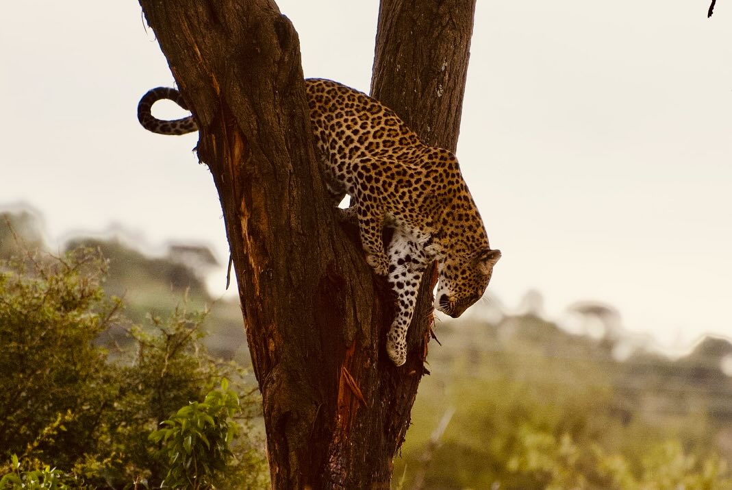 Something wild is coming…
And no, it’s not just me in a tent with coffee.
Kenya.
2026. Small group, big adventure.
Waitlist is open—info drops this week!
Message me to save your spot.
📷 Leinbach
