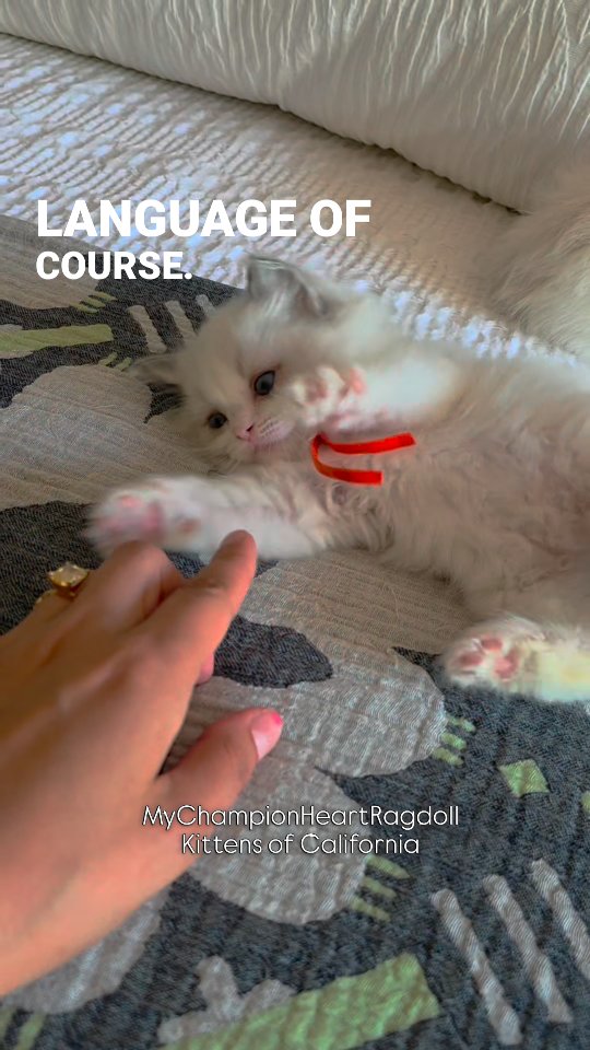 🚫No longer Available 🚫
Little Hiccup from MyChampionHeart Dumpling’s litter (orange collars). He's tiny but his curiosity has him adventuring his surroundings from high to low, from open to peek small holes. He explores, eats, naps, and settles for comforting cuddles from his human mama, ME! And he welcomes all cuddles.
The litter is open for waitlist spots. Potential forever families will pick out their kittens when kittens are of age.
Email 📧 MyChampionHeartRagdolls@gmail.com
Obtain pre application questionnaire on my
website: 🌐 MyChampionHeartRagdolls.com
#blueragdollkitten #bluepointbicolorragdoll #mychampionheart #Southerncaliforniaragdollbreeder