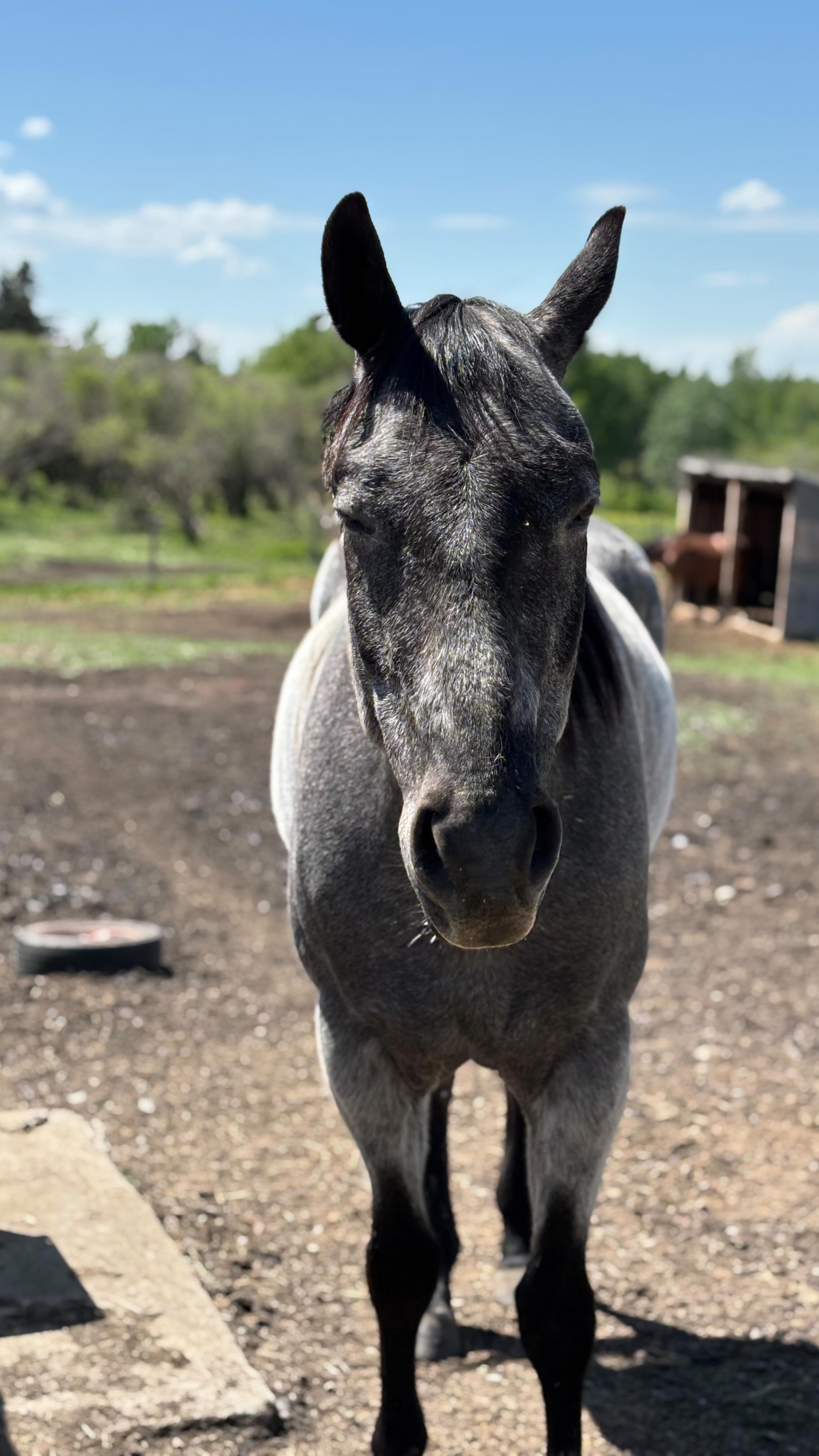 Calgary Stampedeโฆ while itโs an amazing opportunity, I truly couldnโt do it without this goofball right here.
โข
I am so incredibly privileged to own Rumour and get to do such incredible things with him. Rumour has gone to some of the biggest equine events in Canada with me, and he is always trying his best to put on a good show for his audience โค๏ธโค๏ธ
โข
So cheers to the horse that happily comes along with me, thatโs brave, loving and patient, who is the messiest eater ever, and who gives 110% to everything asked of him