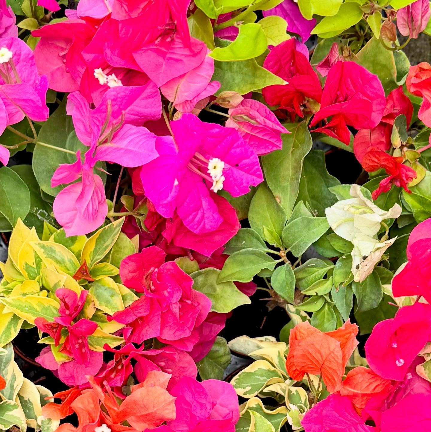 The week before the @rhshydehall flower show and we are getting the plants ready. This tray of bougainvillea caught my eye, and yes it will be there at the show! #flowershop #rhs #plantsmakepeoplehappy #plantsplantsplants #bouginvillea #tropicalplant