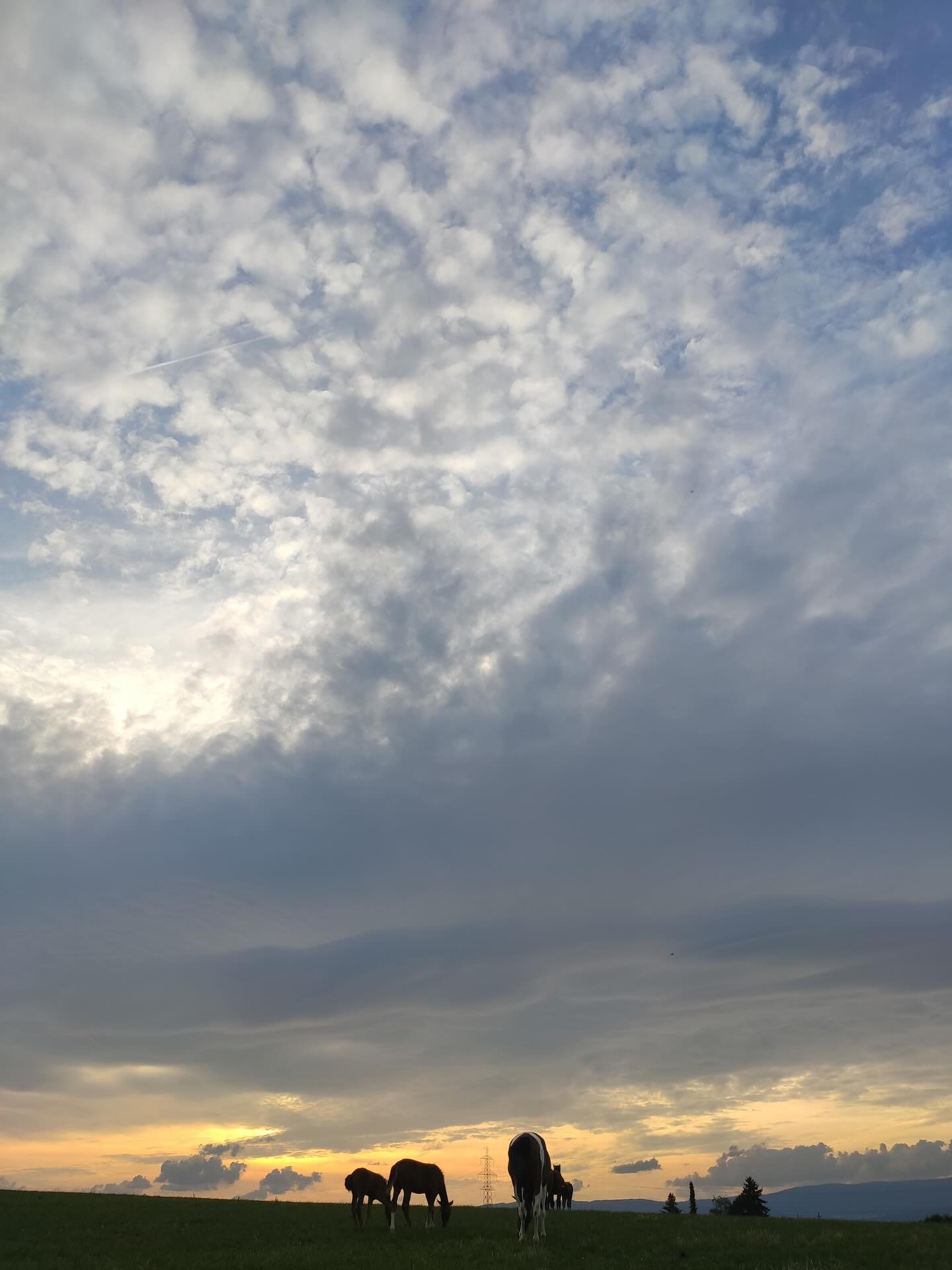 🌾 Abendruhe auf der Weide
Wenn der Himmel zur Leinwand wird und die Pferde still den Tag ausklingen lassen… 🦄
#abendstimmung #pferdeliebe #weidezeit #hofleben #pferdeglück