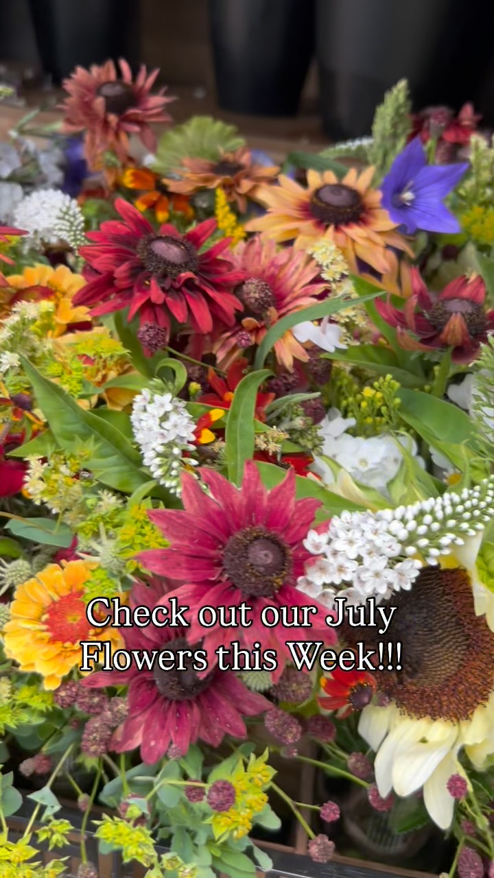 Flowers are harvested, and prepped for market this week. These beauties are headed to Clarke County Farmers Market and the old Town Alexandria Farmers Markets tomorrow. Stop by and get yours while supplies last. ❤️❤️ #walkingwindfarmandflorist #clarkevafarmmkt #oldtownalexandriafarmersmarket #berryvilleva #clarkecountyva #oldtownalexandria