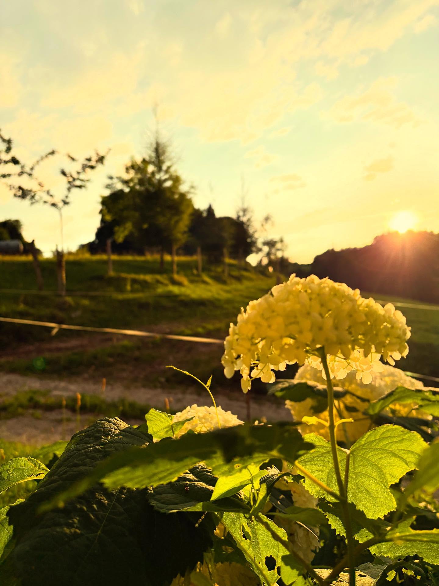 Abendstimmung bei unserem Weinbankerl… so lässt sich ein Tag ausklingen!
#abends #abendstimmung #abendsonne #sonnenuntergang #sundown #feierabend #weintrauben #hortensienliebe #hortensien #wein #urlaubaufdembauernhof #urlaubimchiemgau #samerberg #servussamerberg #wanderhöfesamerberg #ferienwohnung #weissnhof_samerberg #weissnhof