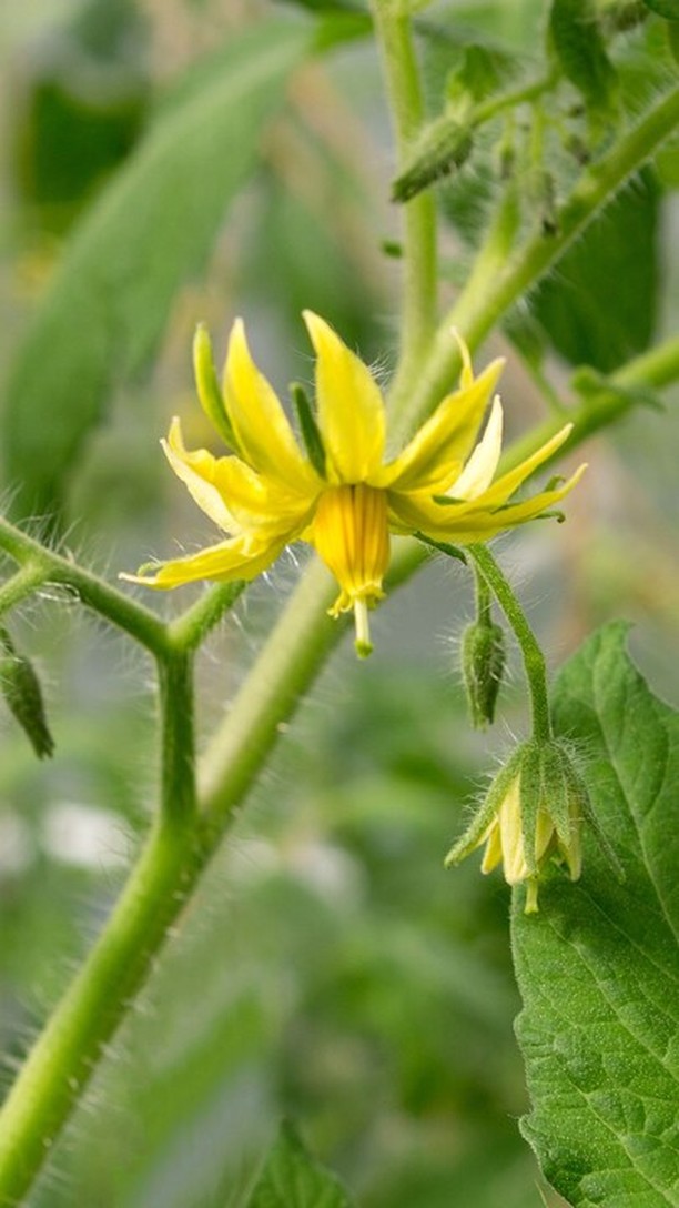 La Tuta absoluta minaccia i tuoi pomodori? 🍅
Scopri Lepido e Phylo: soluzioni naturali a residuo zero di Intact. Aumentano crescita e resistenza senza danneggiare gli insetti utili. 🐝
#intactsolutions #growingsolutions #zeroresidue #beefriendly #agricolturasostenibile