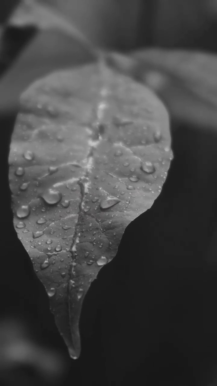 E se, num domingo de chuva, você se permitisse habitar seus próprios abismos, o que encontraria por lá?
#elizamacielpsicanalise #psicanaliseclinica #psicanalista #autoconhecimentotransforma #domingocomchuva