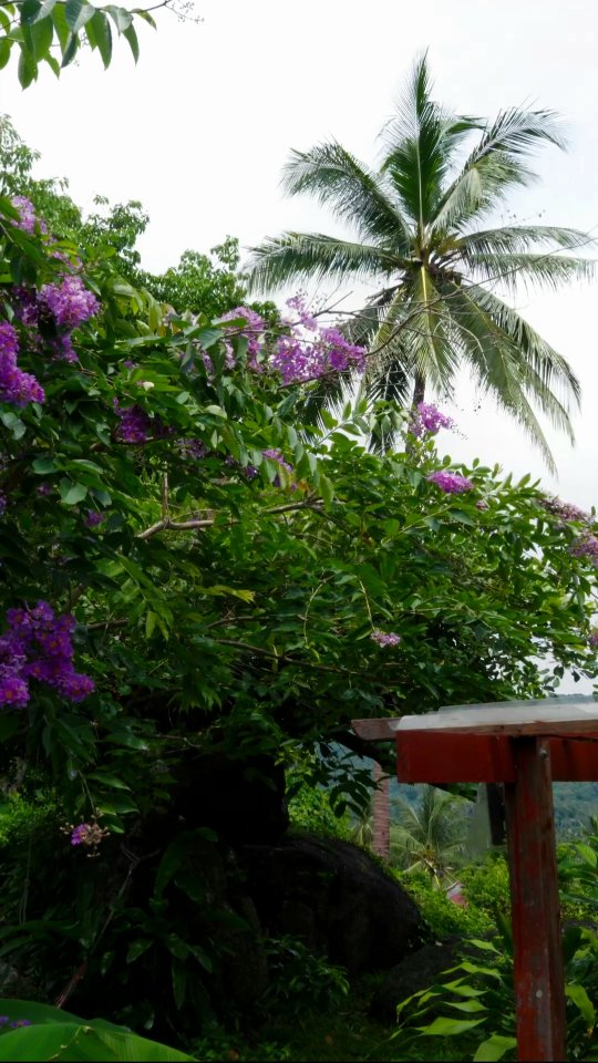 Enjoy the peaceful nature, waving palm trees, and blooming flowers 🌴✨️🩵
Here at @a.la.cigale