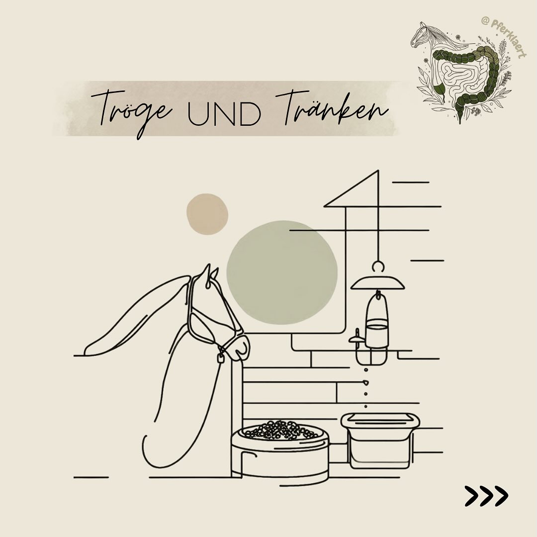 Trog ist nicht gleich Trog. Die richtige Form, Höhe & das Material machen den Unterschied.
👉 Rand muss so geformt sein, dass beim Fressen kein spitzer Winkel zwischen Hals und Kopf entsteht (erschwert das Schlucken)
👉 Gewulsteter Rand = weniger Futterverlust
👉 Material: geringe Verletzungsgefahr, gute Reinigungsmöglichkeit, Lebensmittelecht, keine Kontamination des Futters (Zink, Eisen) und kein Eigengeruch
👉 Maße: 60–80 cm lang, mind. 50 cm breit & 20 cm tief (bei dreieckigen Trögen sollten beide Schenkel, mind. 50cm lang sein)
Die richtige Höhe des Futtertrogs ist ein echter Balanceakt zwischen Hygiene und Pferdegesundheit. Pferde nehmen von Natur aus ihr Futter am liebsten vom Boden auf. Dabei ist der Hals gestreckt, die Nase zeigt Richtung Boden, der Rücken ist entspannt, die Kaubewegung natürlich. Diese Haltung fördert einen freien Speichelfluss, eine normale Kaumechanik (gleichmäßiger Zahnabrieb) und eine gesunde Kopf-Hals-Position ohne Verspannung oder Fehlbelastung.
🚫 Warum dann nicht einfach Bodenfütterung?
In der Theorie top, in der Stallpraxis aber oft schwierig, denn Pferde drängen beim Fressen nach vorn und treten leicht in ihre Tröge, Futter wird verschmutzt mit Kot, Urin oder Einstreu und es besteht erhöhte Verletzungsgefahr durch Umkippen, Stolpern oder Ausrutschen.
🤔Also Trog in Hüfthöhe?
Auch problematisch. Viele Stalltröge sind deutlich zu hoch angebracht, manchmal fast auf Brusthöhe und höher. Das schützt zwar vor Verunreinigung, aber:
Der Kopf muss nach oben oder in spitzen Winkeln geführt werden. Die Schluckbewegung wird erschwert, weil der Kehlkopf in dieser Haltung weniger frei arbeiten kann. Es entsteht eine unnatürliche Belastung auf Genick, Nackenband und Kiefergelenk und es entstehen durch unphysiologische Kaubewegungen schneller Zahnprobleme.
📌 Was tun? Der Kompromiss:
Die Fütterungshöhe sollte so niedrig wie möglich, aber so hoch wie nötig sein. Der Trog sollte auf Ellbogenhöhe oder etwas darunter angebracht werden (etwa 40–60 cm über dem Boden bei Großpferden, bei Ponys entsprechen nierdiger!).
⬇️ in den Kommentaren geht’s weiter⬇️