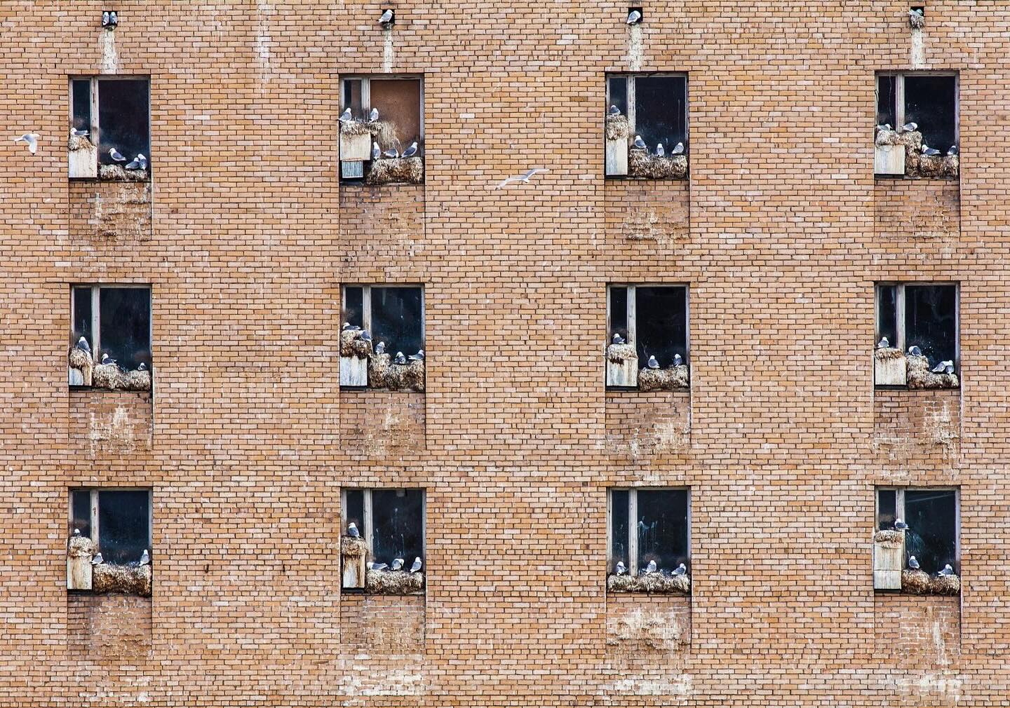 Iām very pleased to share that this image has been awarded in the Bird Photographer Of The Year contest, which received over 33,000 entries this year. (Better on computer or zoomed in!)
The above image is an unusual one from my Arctic Adventure tour. In the ghost town of Pyramiden, a former Soviet settlement frozen in time, black-legged kittiwakes nest on the empty windowsills of an abandoned dormitory once used by miners and their families. When the mine closed in 1998, the town was deserted, leaving just a hotel and its staff. The Crazy House earned its name from the echoes of childrenās laughter that once filled its halls. Now, their voices are replaced by eerily similar kittiwake cries. The Crazy Houseās proximity to a large glacier make this a key nesting site for Svalbard. In 2021, visiting researchers counted 311 nests - 40% more than in 2019 - showing that even forgotten places can find new life.
#svalbard #arctic #arcticadventure #kittiwake #seabirds #bpoty #pyramiden #longyearbyen #visitsvalbard #svalbard