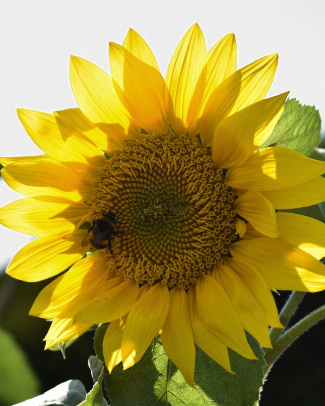 A radiant #Sunflower paired with a hard-working, snapped at Ditton Manor on a perfect summer day.
🐝
Sometimes the best moments are the quiet ones found in nature.
🌞
#Summer #Slough #Bee #DittonManor