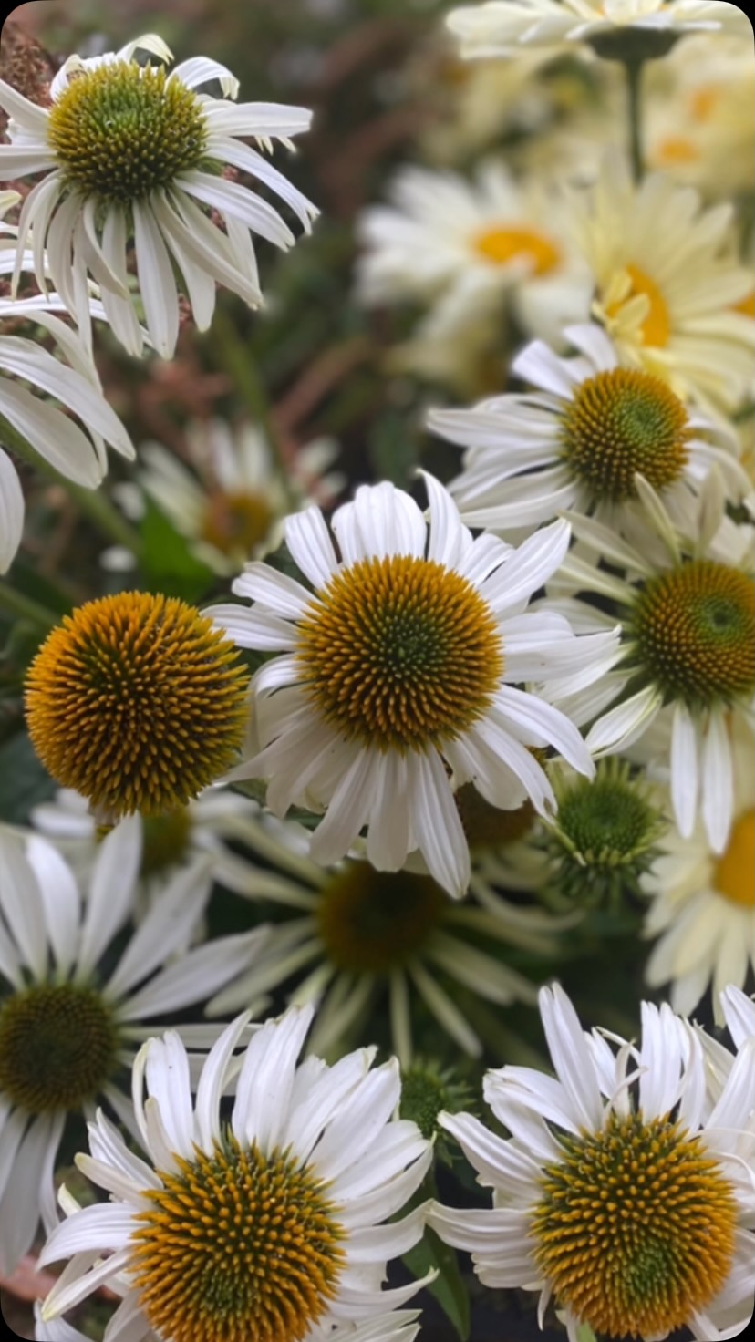 All the daises for India @heathlandflowers… featuring:
feverfew cameron and tetra white from @forevergreen_seedbulbco
Leucanthemum broadway lights
echinacea white swan
cosmos kiiro
Comsos fizzy white
Cephalaria ochlorecha
And bidens from @rivergardenflowers