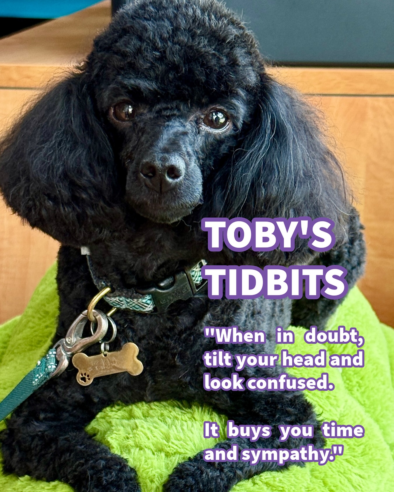 👋 Meet Toby. Our resident floof, lizard-chasing enthusiast, and unlicensed life coach.
He may be small, but this toy poodle has big opinions on how to survive life’s chaos with charm and absolute silliness.
Starting today, I’ll be sharing Toby’s Tidbits, a bite-sized series of wisdom, straight from Toby’s paws to your feed.
Because sometimes you need a reminder to pause/paws and ask for a piece of cheese.
Today’s tidbit: “When in doubt, tilt your head and look confused. It buys you time and sympathy.”
#TobysTidbits #LivingRarely #DogWisdom #ToyPoodleTruths #LifeAccordingToToby
#poodlesofinstagram