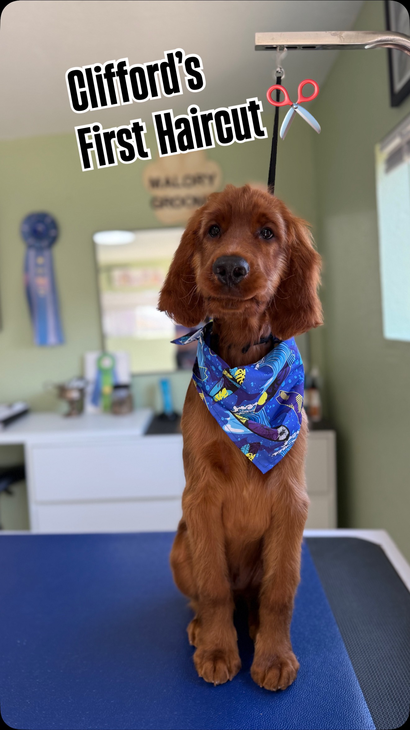 ✨Clifford got his 1st big boy haircut today!✨
@two.big.red.dogs
This sweet Irish Setter puppy officially graduated from floofy baby to dashing young gentleman — and we’re all a little obsessed. 😍🍂
He was such a good boy on the table, wagged his tail the whole time, and left looking extra polished with just the right amount of puppy mischief still in his eyes. 🐾✂️
Watch out world, Clifford’s ready for his close-up! 📸
#CliffordTheSetter #PuppyFirsts #BigBoyTrim #IrishSetterPuppy #MaloryGrooms #PuppyToGentleman #SanDiegoDogGrooming #FearFree #akc