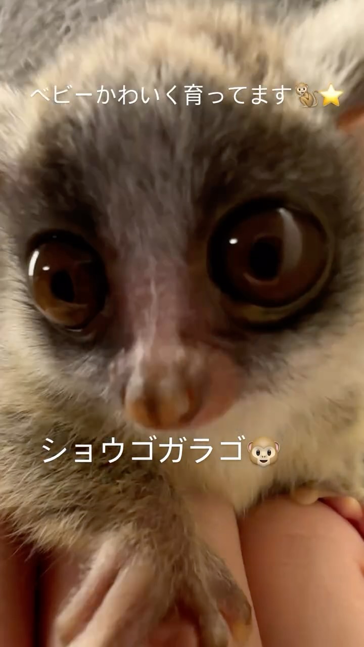 ベイビー3匹元気に育っております‼️
ショウガラゴはドッグフードのようなカリカリのご飯で育ちます🍚
モンキーフード🐒
ミルクでふやかすとご馳走に大変身🍚⭐️🍿
やみつきお猿の完成です🐵
モモンガに似た見た目ですが
風に乗れないので自力で2Mジャンプしてあたかも空を飛んでるような顔します。
性格は根に持つタイプなので怖がらすと2度と仲良くなれません🤩😂🙌
メンヘラお猿
ショウガラゴ