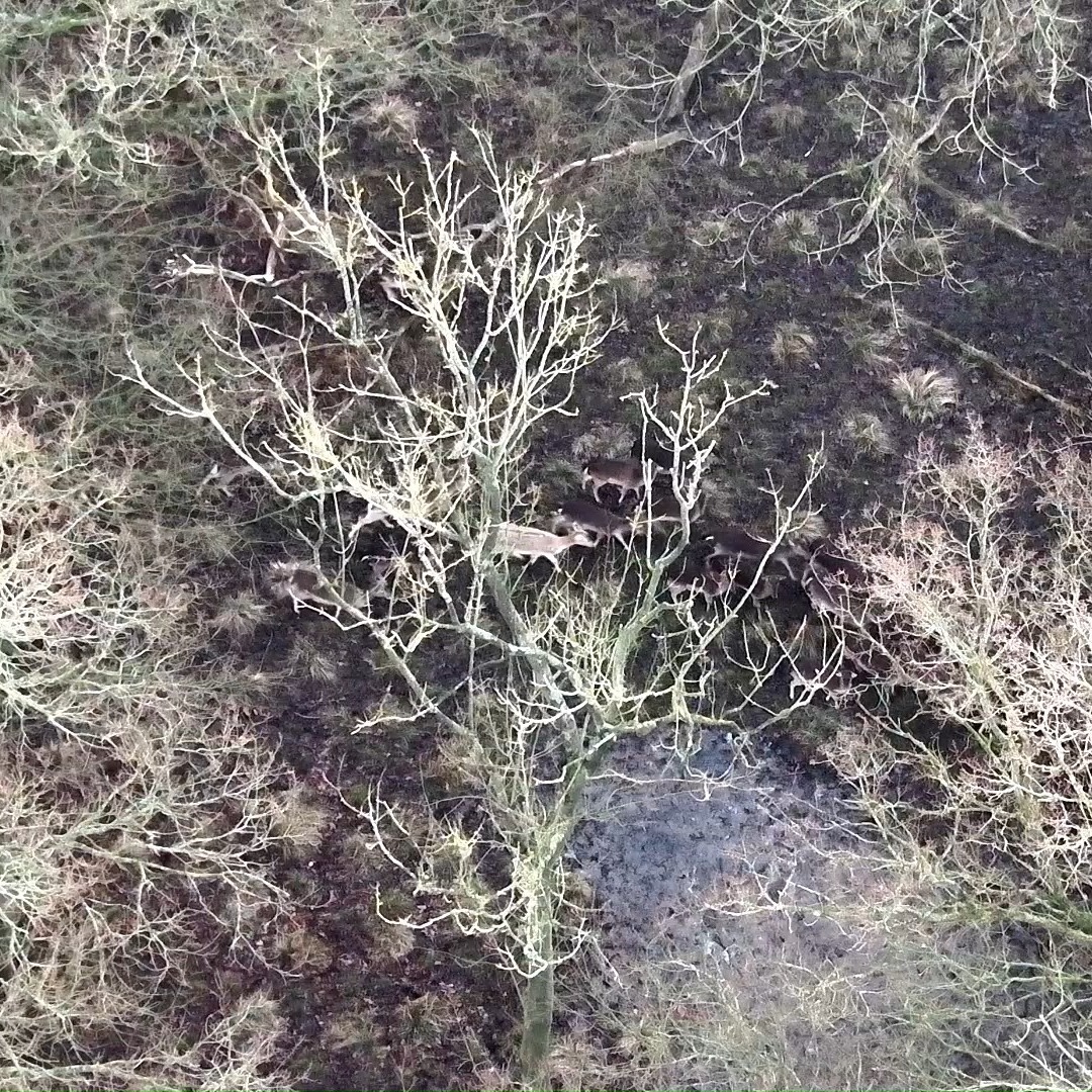 This is the daylight (RGB) image showing just part of the the super herd - it was recorded at the same time as the thermal image we showed a few weeks ago and has been sped up to show scale. A few people thought the thermal image showed livestock due to the volume of animals!
#SuperHerd #WildlifeMonitoring
#DeerHerd #WildlifeFootage
#DeerMovement
#WildlifeObservation
#NatureCaptured #WildlifeSurvey
#RemoteMonitoring #DroneSurvey
#NotLivestock