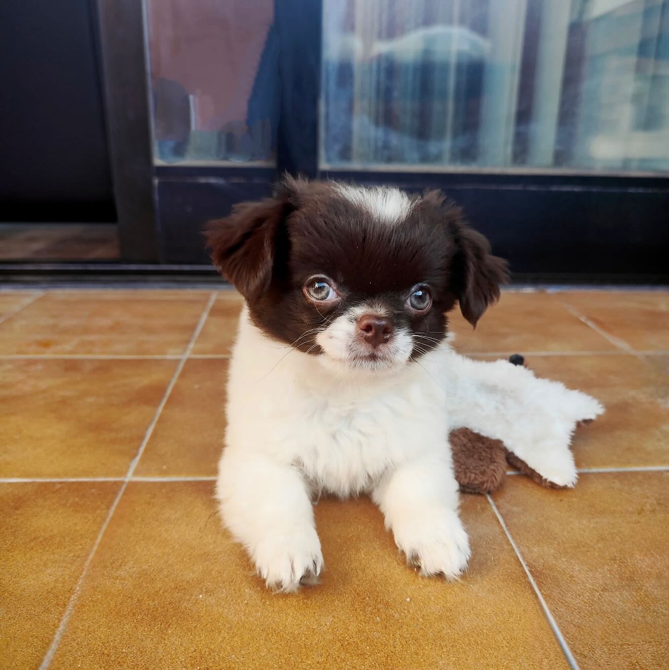 📍Brownie en Madrid 🤎
Este pequeño ya lleva unos meses con su nueva familia y no podemos estar más felices de ver lo bien que se ha adaptado con @leyremdb
¡Gracias por las fotos y cuidarlo tan bien ❤️ Brownie Está guapísimo y más feliz que nunca! 💛🐾
.
.
.
✂️———-
#FinalFeliz #ChihuahuaLovers #ChihuahuaDePeloLargo #PerrosFelices #VidaCanina #ChihuahuaEspaña #DogsofMadrid #PerrosMini #ChihuahuaWorld #MiniDogBigLove
