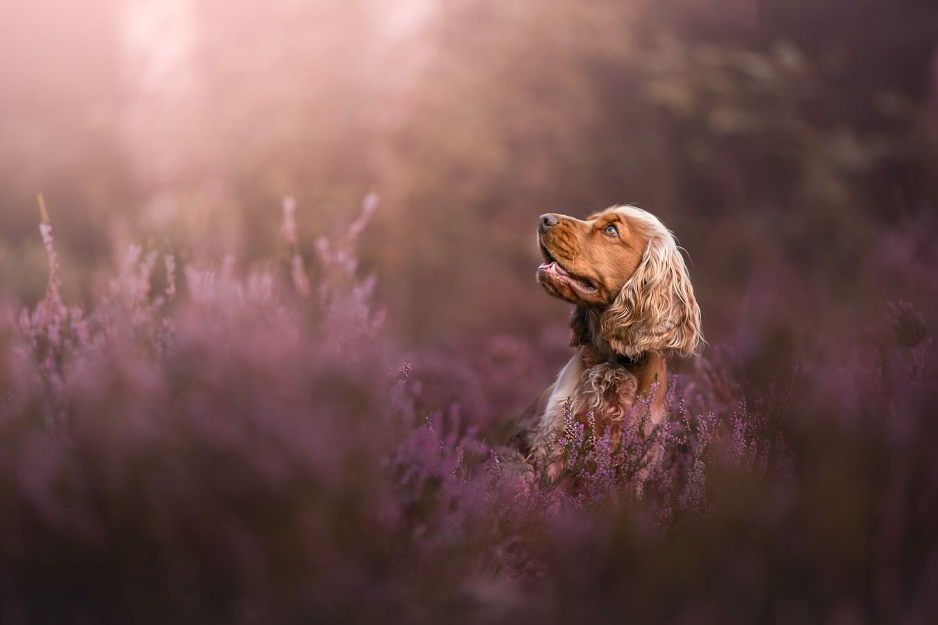 HEIDE SHOOT 💜 (tijdelijk te boeken)
Nog even en de heide staat weer in bloei! Speciaal daarvoor zijn er nu tijdelijk heide shoots te boeken. Je kunt vanaf nu je plekje al reserveren.
Wat houdt een heide shoot in?
📍Locatie: Heumensoord
📅 in overleg (wanneer de heide bloeit)
📸 Je ontvangt 3 foto’s op hoge resolutie
🌸 kosten zijn €219,-
🐶 meerdere honden op de foto? Stuur mij dan even een bericht
Boeken/reserveren kan via het contactformulier op mijn website of via DM. 😊