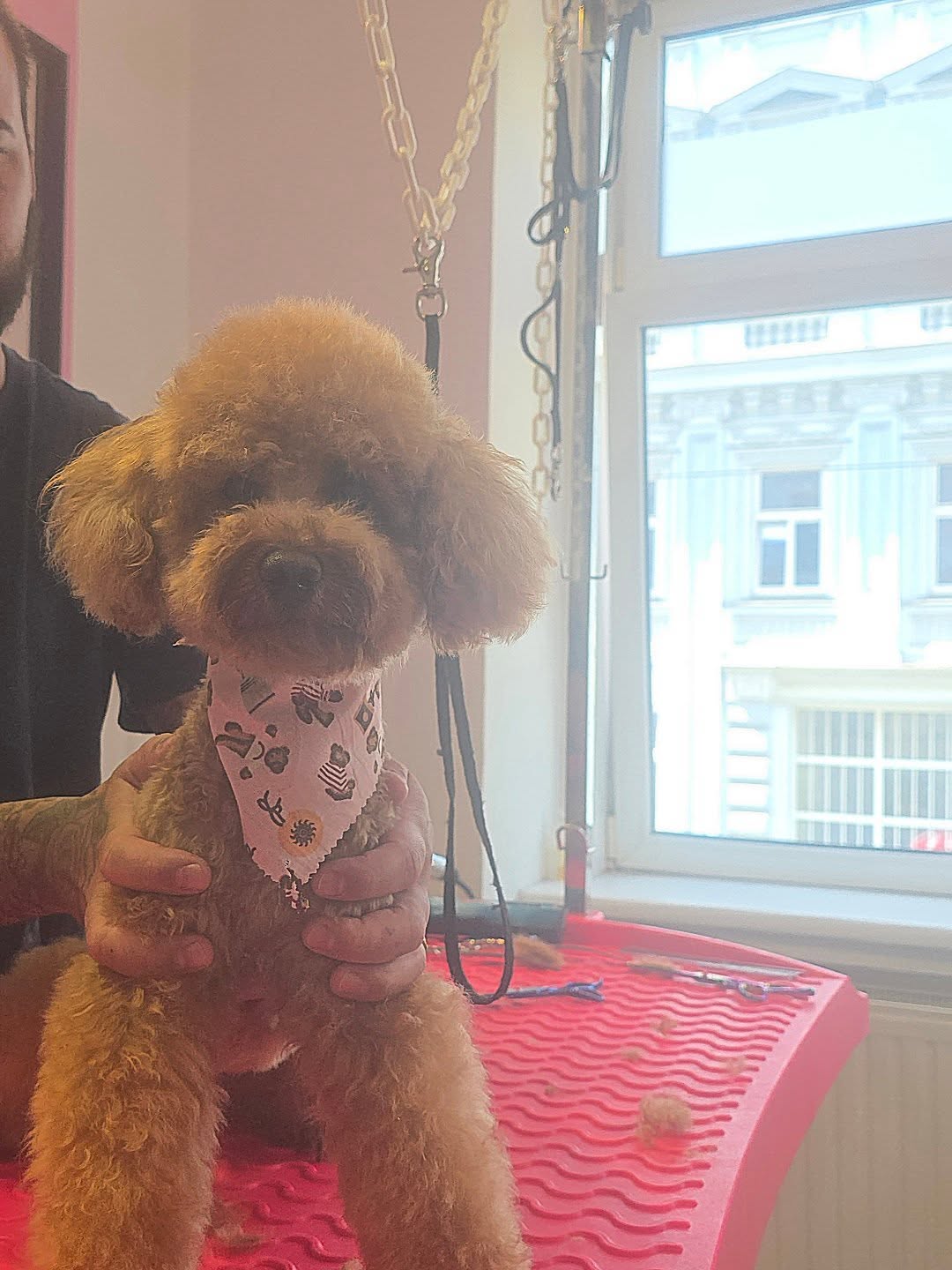 POV.: Wenn Sie nicht einmal ein Foto richtig aufnehmen können 🤣
Sooo süße, Energiebombe 😍❤️🐶
Doggy Zeit - Hundesalon
www.doggyzeit.at
+43 665 6570 0039
#wienhundesalon #doggrooming #doggyzeit #hundefriseur #groomers