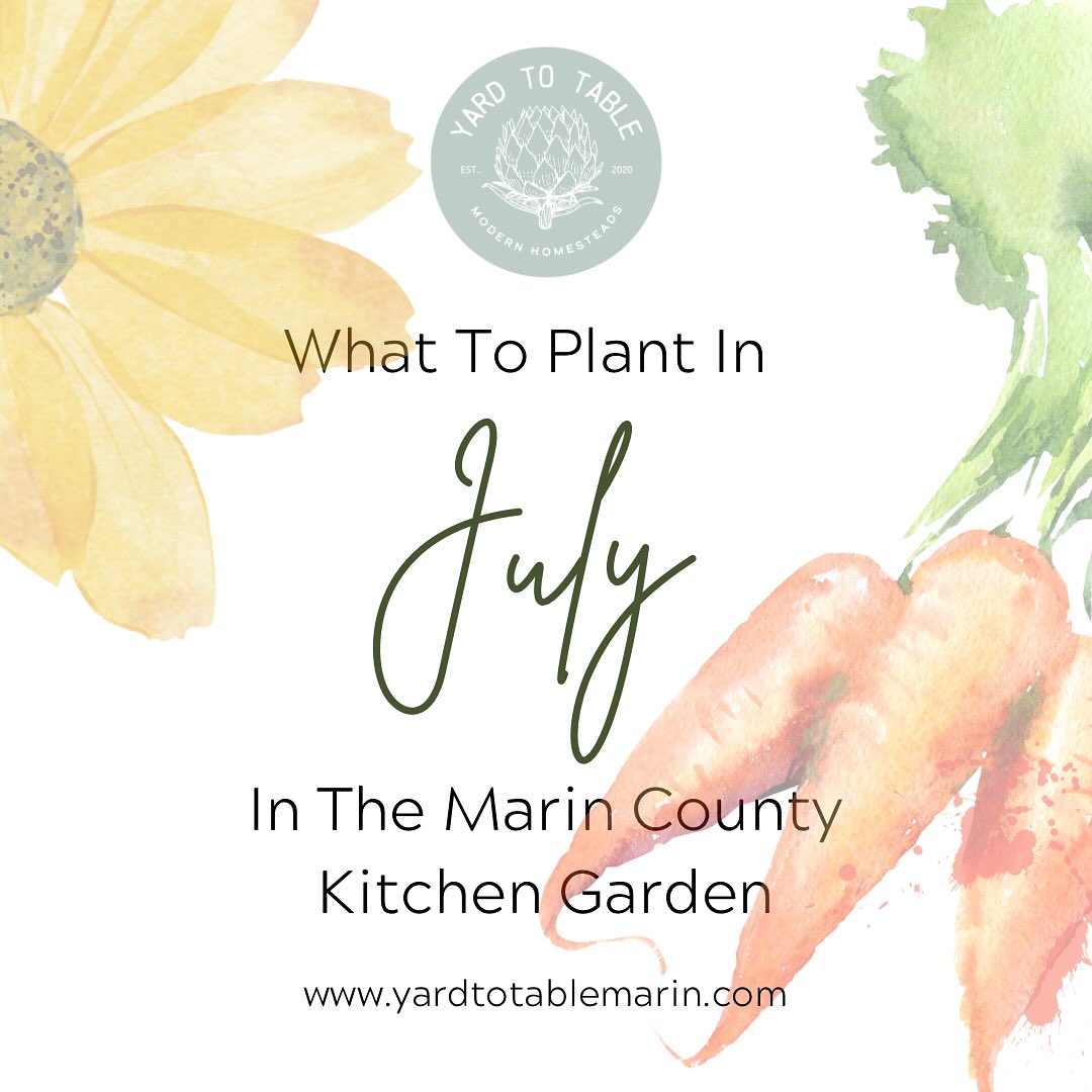 Here is what’s happening in the Marin County Garden in July!
Apologies for the late post, tending to our gardens and new projects have been keeping us very busy.
The Bay Area's cooler-than-normal summer weather may have slowed down plant growth a bit, but harvests are coming along nicely.
July's garden tasks include monitoring water, amending plants with compost and worm castings (and EB Stone Vegetable Blend), frequent harvesting, and pest management. Remember, preventing pests is the best way to manage them!
What are you busy with in your garden this summer?