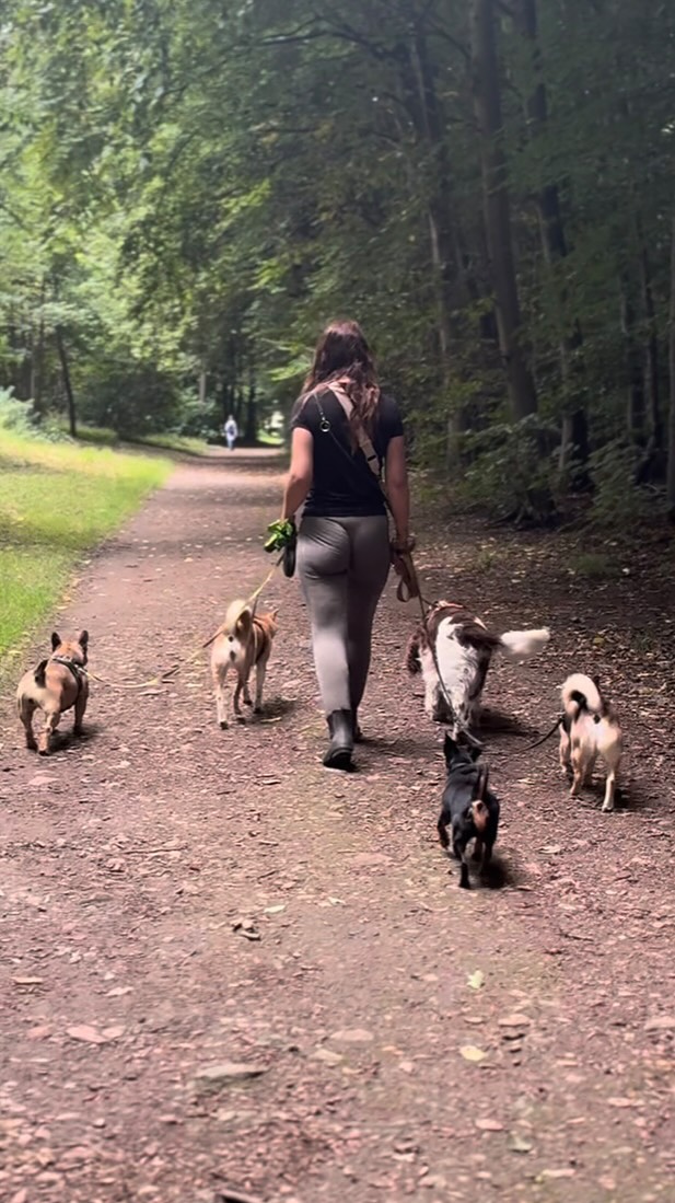 Gruppendogwalking bei den Stadtnasen 🥰
•
Jeden Donnerstag sammeln wir die Gruppe Zuhause ein, fahren mit ihnen zu tollen Orten, gehen dort gemeinsam spazieren und haben einfach eine schöne Zeit miteinander.
Nach dem Spaziergang werden dann alle wieder nach Hause gebracht und dürfen es sich danach gemütlich machen bis ihre Menschen wieder da sind🥰
•
In unserer Dienstagsgruppe haben wir noch Platz!
Wenn auch Du berufstätig bist oder aus anderen Gründen an manchen Tagen Unterstützung bei der Betreuung Deines Hundes brauchst, darfst Du Dich gerne bei uns melden!
Gemeinsam finden wir immer eine Möglichkeit Euch zu unterstützen.
Neben den Gruppengassitagen sind nämlich auch Einzelspaziergänge an allen Tagen in der Woche möglich.
Sprich uns dazu gerne einfach an! ☺️
•
•
#dogwalking #dogwalker #dogtraining #dogtrainer #hundeschule #shibainu #bulldog #frenchie #französischebulldogge #jackrussellworld #jackrussel #jackrusselterrier #hundeliebe #hundeaufinstagramm