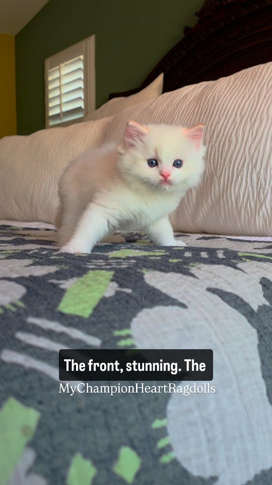 🚫No longer Available 🚫
Luffy is the only red point bicolor, and only red kitten this season. Join the waitlist to reserve Luffy when he is age appropriate (neutered for pets homes).
Visit website for pre-application questionnaire. Email to MyChampionHeartRagdolls@gmail.com
#redhotragdollkitten #flaminhotragdolls #creamofthecropredboyragdoll #mychampionheart #moregingerthanever #luffytheragdoll #luffythekitten #luffythecat