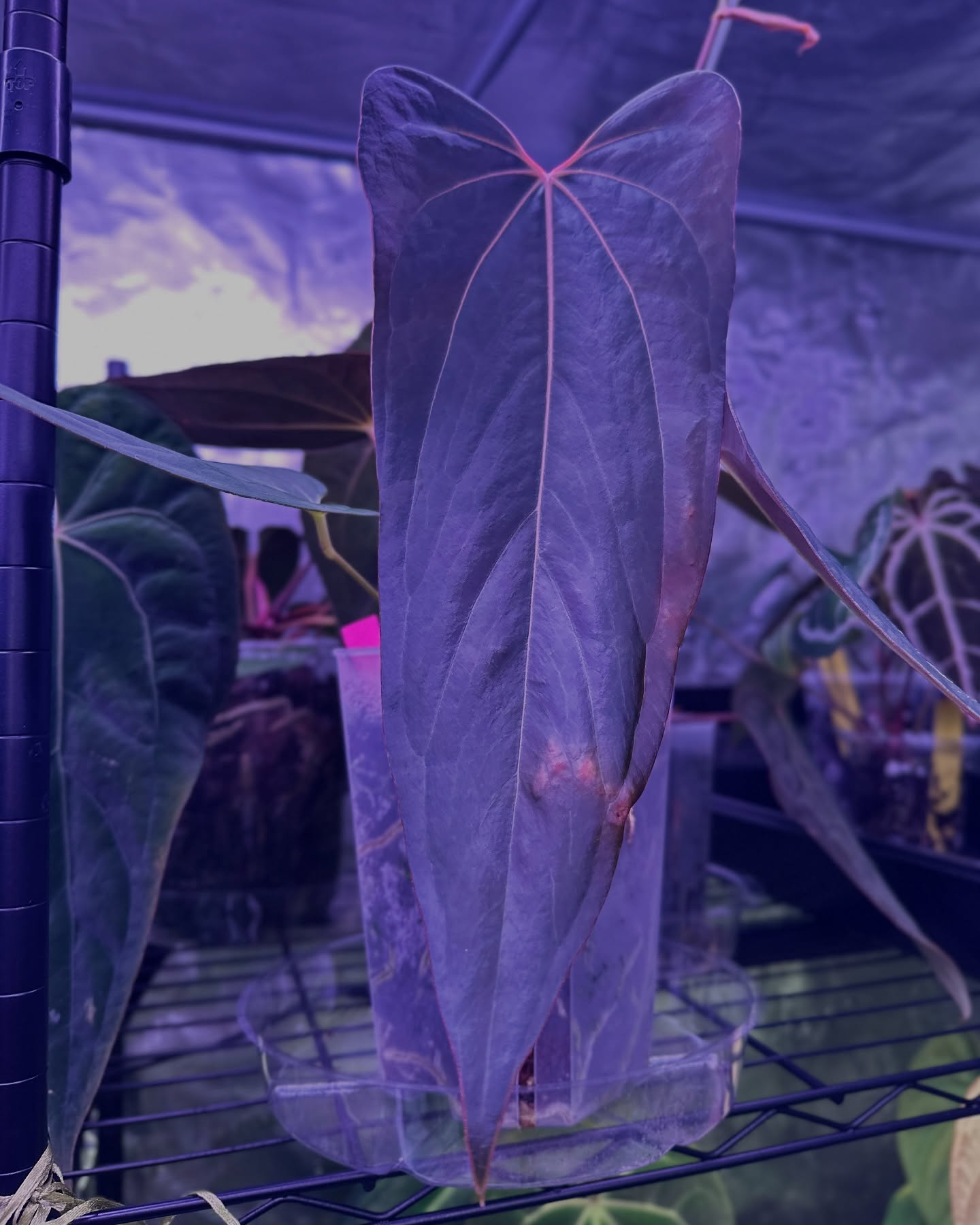 One of my many obsessions in the tent right now. I got this beauty from @greenpunches !! 🤭🥹
Who would you love to see this Indo Port x Black Sweet crossed with?
#anthuriumhybrid #anthuriumportillae #blacksweet #aroidsofinstagram #aroidsociety #hybridplants #dark #narrow #gratitude #aroidcollector