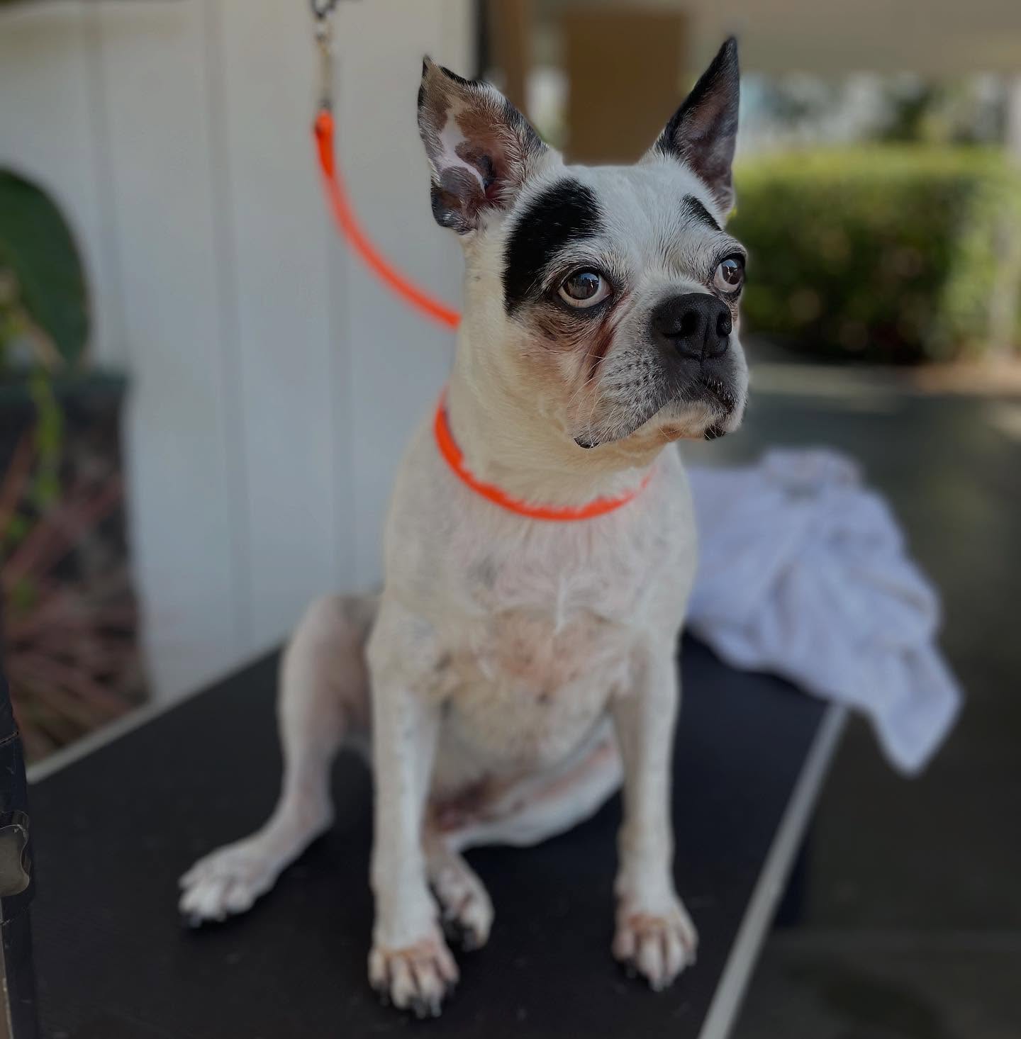 Your pup deserves luxury-level service — and that’s exactly what we deliver. 💖✂️
From their adorable snorts to their sensitive needs, we treat every flat-faced cutie like royalty. Every groom is done with extra care and all the pampering they deserve. Whether it’s their first visit or they’re seasoned regulars, your Frenchie will leave looking fresh and feeling fabulous.
All Breeds and Sizes Accepted! 🛁🐾✨
DM to book today!
#FrenchieLove #FrenchieOfTheDay #FrenchieGram #FrenchBulldogLovers #SquishyFaceCrew #SmushFaceSquad #MobileGrooming #SnubNosedBreed #DogGrooming #MobileGroomer #DogGroomingLife #ForceFree #DogoftheDay #Instadog #Puppies #FrenchieStyle #Doggo #SmallDogGrooming #CleanDogHappyDog #Pupper #SoCalDogGroomer #LA #SoCal #SouthernCa #LBC #LongBeach #LongBeachCA #LosAngeles