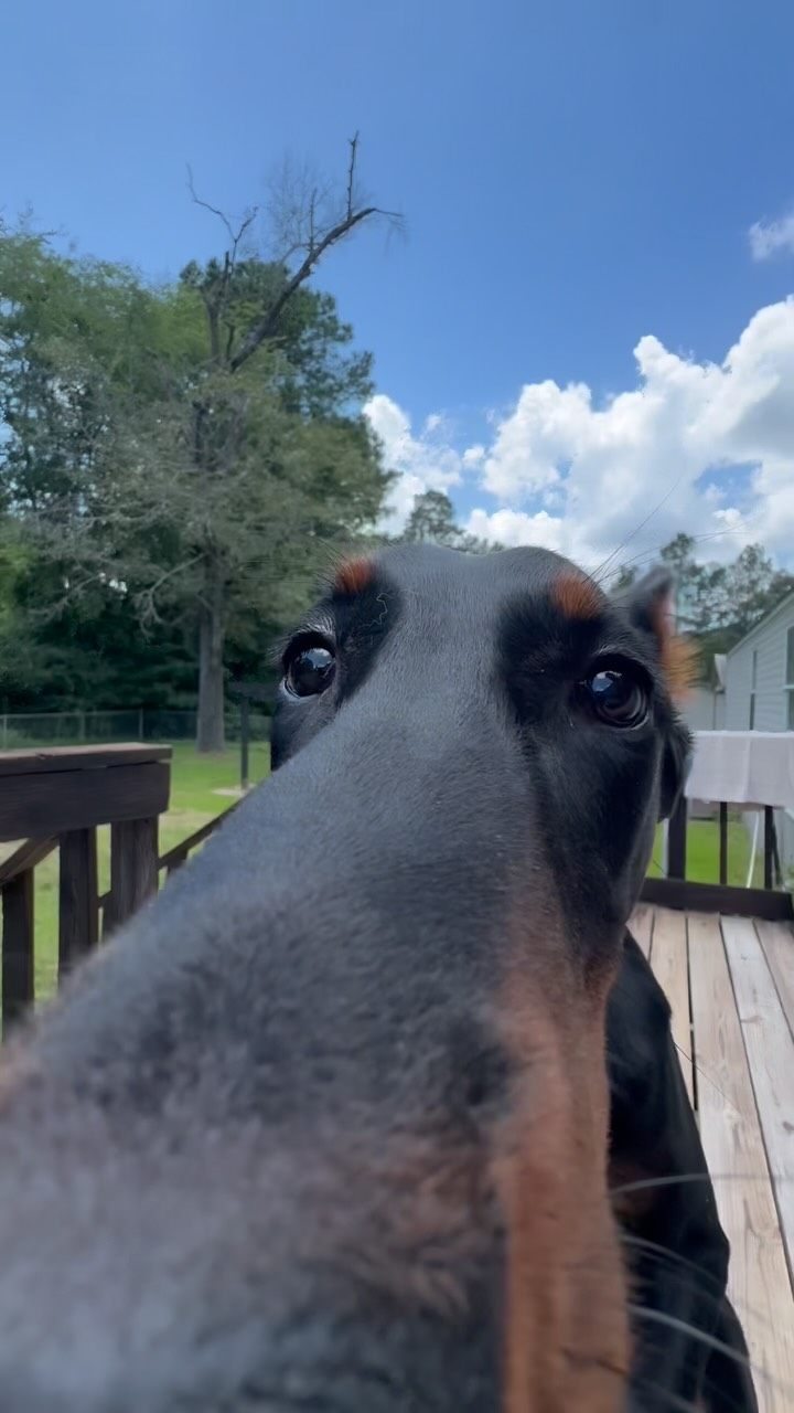 Dragoās first day with me
#dogtraining #doberman