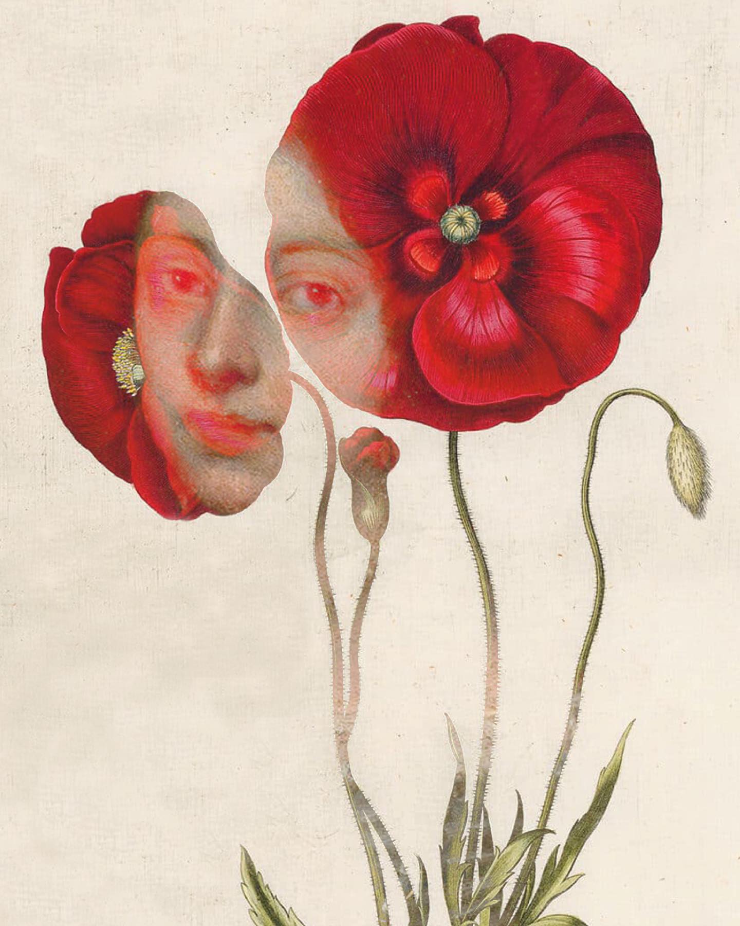 Tichá existencia ~ A quiet existence
#digitalphotomontage
#surrealart
#womaninart #flowerinart #poppiesinart