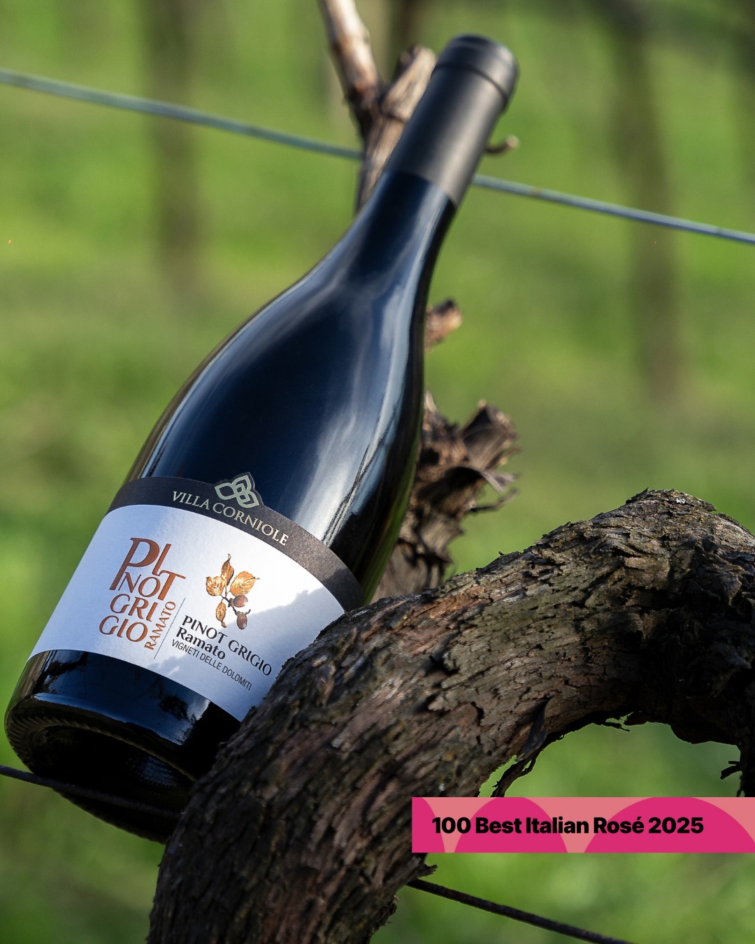 #PinotGrigioRamato Pietramontis 2023 è tra i 100 Best Italian Rosé!
Siamo orgogliosi che il nostro Pinot Grigio Ramato Pietramontis faccia nuovamente parte della classifica dei migliori Rosé d'italia nella Guida a cura di Luciano Pignataro Wine Blog, Antonella Amodio, Chiara Giorleo, Adele Granieri e Raffaele Mosca.
Un vino autentico, elegante e moderno, che racconta la nostra visione di questo vitigno.
#VillaCorniole #Pietramontis #PinotGrigioRamato #100BestItalianRosé #RoséWine #TrentinoWine