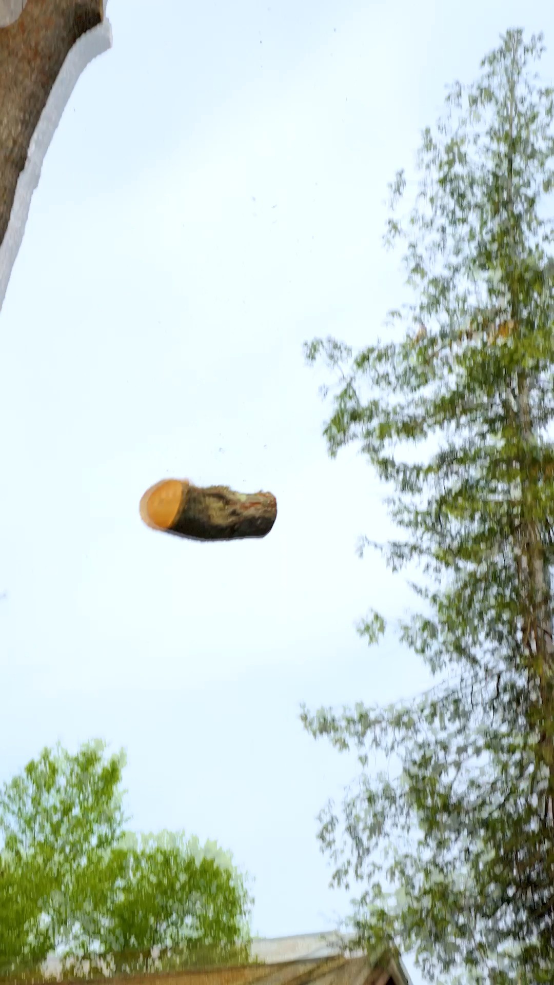 Sawdust summer with Maine's most trusted arborists.
.
.
.
.
#belangertreecare #arborist #arboristsofinstagram #skowhegan #skowheganmaine #forestry #chainsaws #centralmaine #mainebusiness #treecare #treecarebusiness #treeclimbers #logging