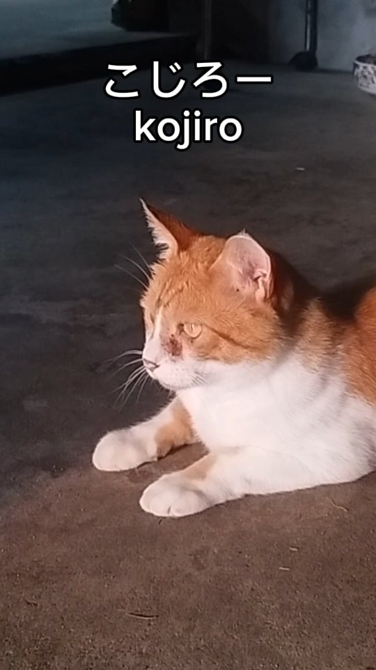 Our true landlord, Kojirō,
enjoying a quiet moment inside the Sky Tea House.
天空の茶屋敷の本当の家主、コジロー。
今日も中でのんびり、くつろぎの時間。
#MasterOfTheHouse #家の主
#CatAndTeaHouse #猫と茶屋敷
#PeacefulCompanion #穏やかな相棒
#SlowLifeJapan #日本のスローライフ