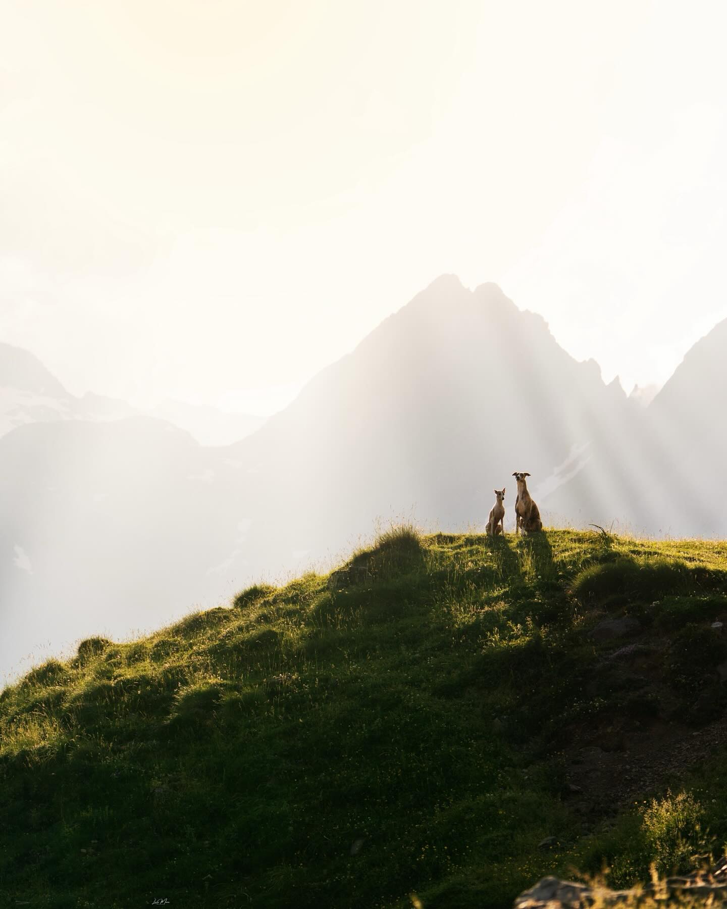 Astral Projection✨
Qué decir de esta foto? Mis chicos en su máximo esplendor. Qué maravilla encontrar un sitio que sea capaz de hacerle rival al brillo que hay en sus almas🥹
Gracias destino, por ponérmelos en mi camino (aunque tenga días que quiera estrangularlos😂)
PD: Estoy orgullosa de esta foto teniendo en cuenta lo que me ha costado mi viaje con la fotografía canina de paisaje. Ha sido un LARGO recorrido, pero por fin empiezo a ver la luz al final del túnel (nunca mejor dicho)