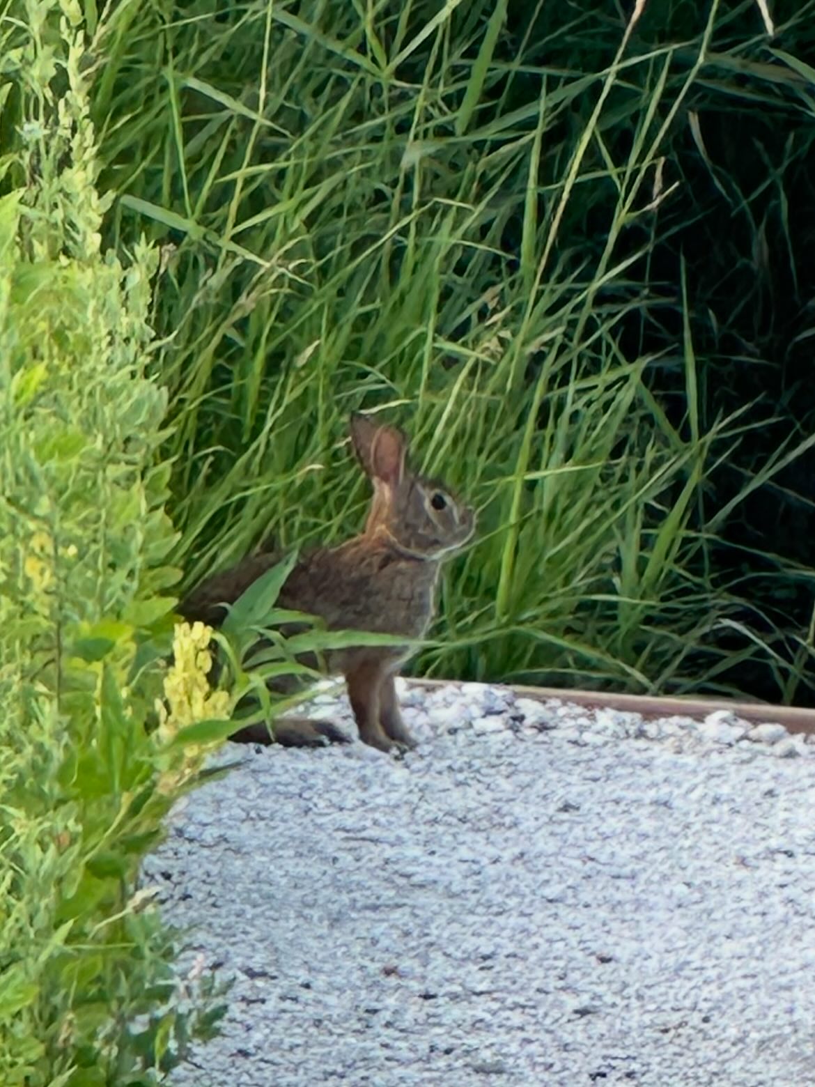 Lots of fun here on the farm with all sorts of wildlife! #thistlehousefarm #carefarm #farmlife #farmlifebestlife #chickens #bunnies #babybirds