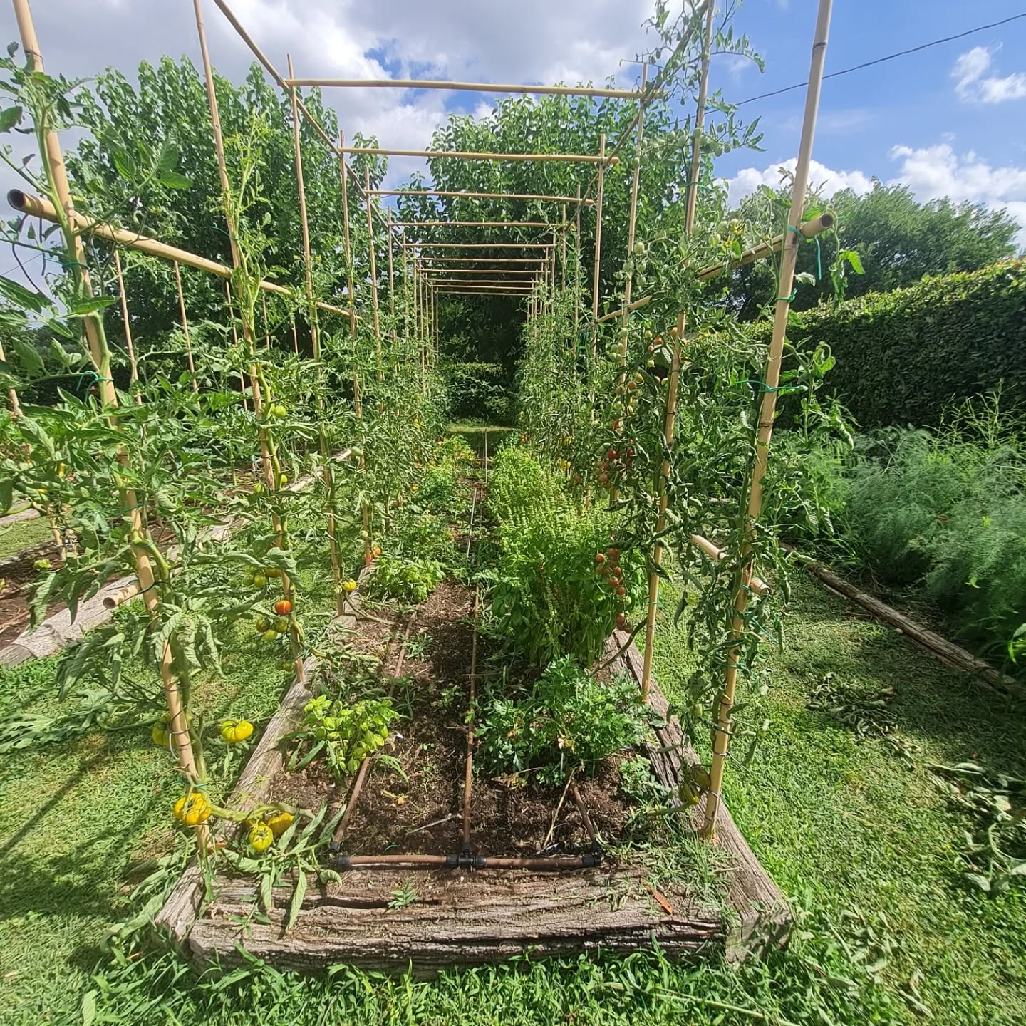 Abundance in the vegetable garden🙏🙏🙏
#vegetablegarden #vegetables #abundance #greens #growwhatyoueat #myhappyplace #tomato