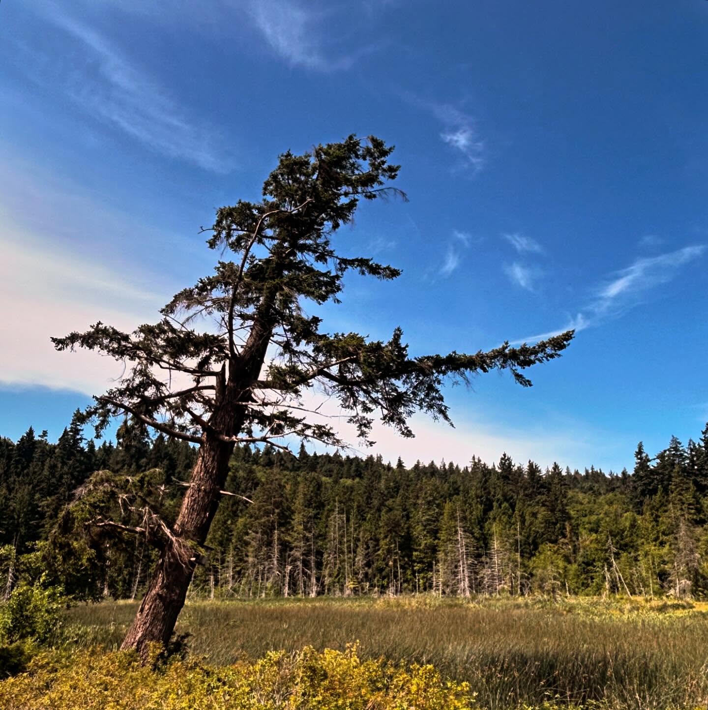 Current mood is wheeee!