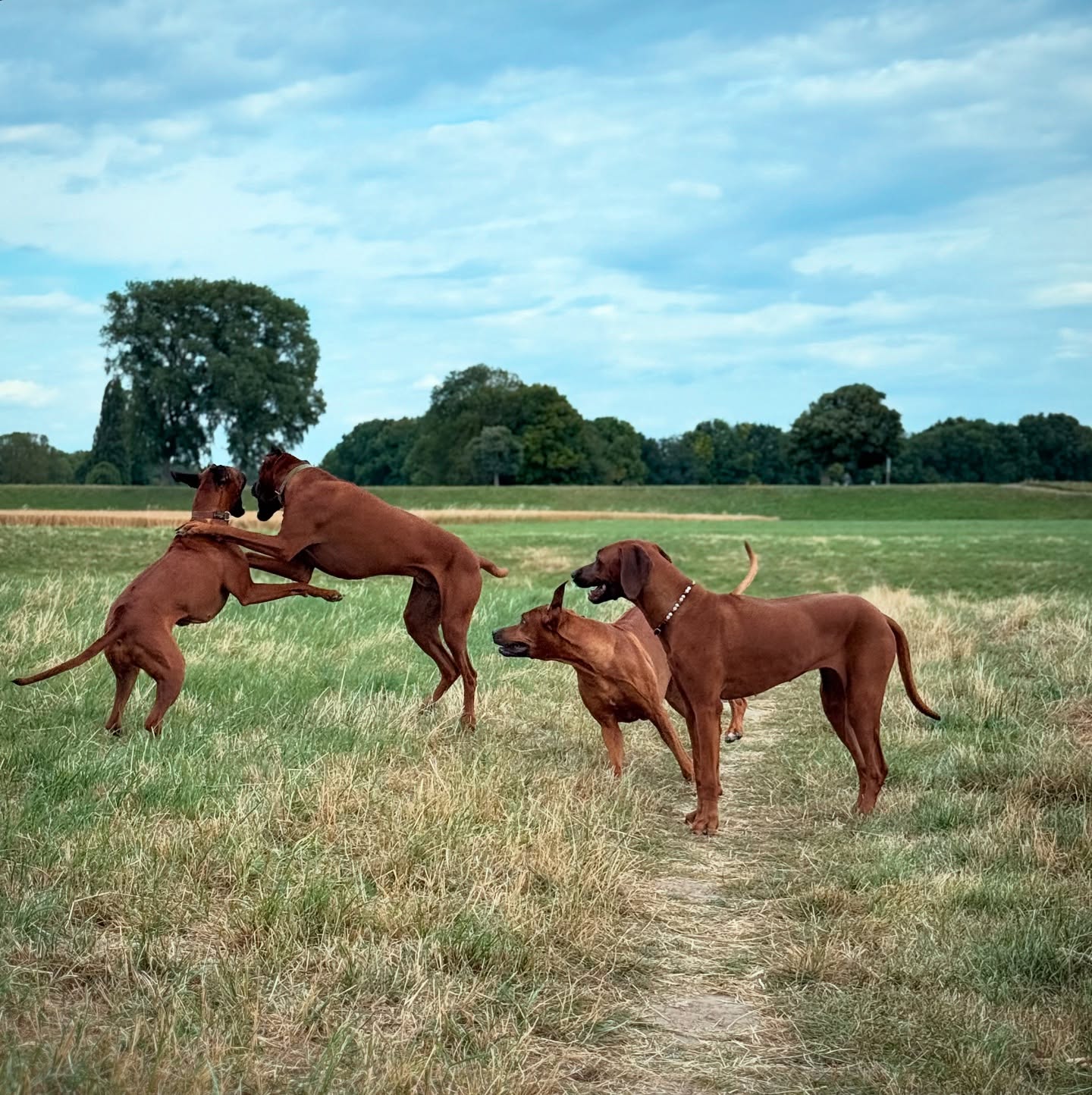 ♥️
Bruno, Mina, Chance & Ivy
Was mir immer wieder auffällt, ist die unglaubliche Verbindung zwischen den Ridgebacks. Sie erkennen sich schon aus der Ferne – als hätten sie ihren eigenen Radar! Während andere Hunde für sie uninteressant sind, sind Ridgebacks die einzigen, die so richtig ihre Aufmerksamkeit bekommen. Es gibt doch nichts Besseres als einen Artgenossen, mit dem man richtig Gas geben kann! 💥🥊♥️🔥🐶
.
.
#ridgeback #rhodesianridgeback #ilovemydog #🐶 #hundeliebe
