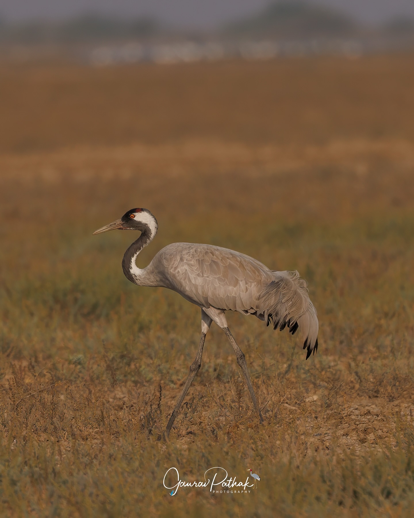 Common Crane (Grus grus) – Tall, deliberate, and quietly elegant, this crane moved through the scrublands with practiced ease. Head down, eyes alert, it foraged with a kind of measured rhythm—picking through tufts of grass and dry earth in search of hidden morsels. In the stillness of open country, there’s something grounding about watching a bird this large and graceful go about its day like it’s in no rush at all.
.
Location - LRK, Gujrat
Shot on Canon R5
Canon RF100-500mm f/4.5-7.1L IS USM
ISO 200
f/7.1
1/1250s
.
#canonrf100500 #animalplanet #kings_birds #bbcearth #birdphotographers_of_india #bbcwildlifepotd #best_birds_of_ig #birds_captures #bestbirdshots #bird_brilliance #birds_adored #canonasia #canonedge
#capturedoncanon #birds_nature #discoverychannel #discoverychannelindia #earthcapture #canwithcanon #photoscapeofthemonth #morebirdpics #natgeoindia #natgeoyourshot #nature_brillance #ssptalenthunt #nuts_about_birds #planetbirds #raw_birds #your_best_birds #yourshotphotographer