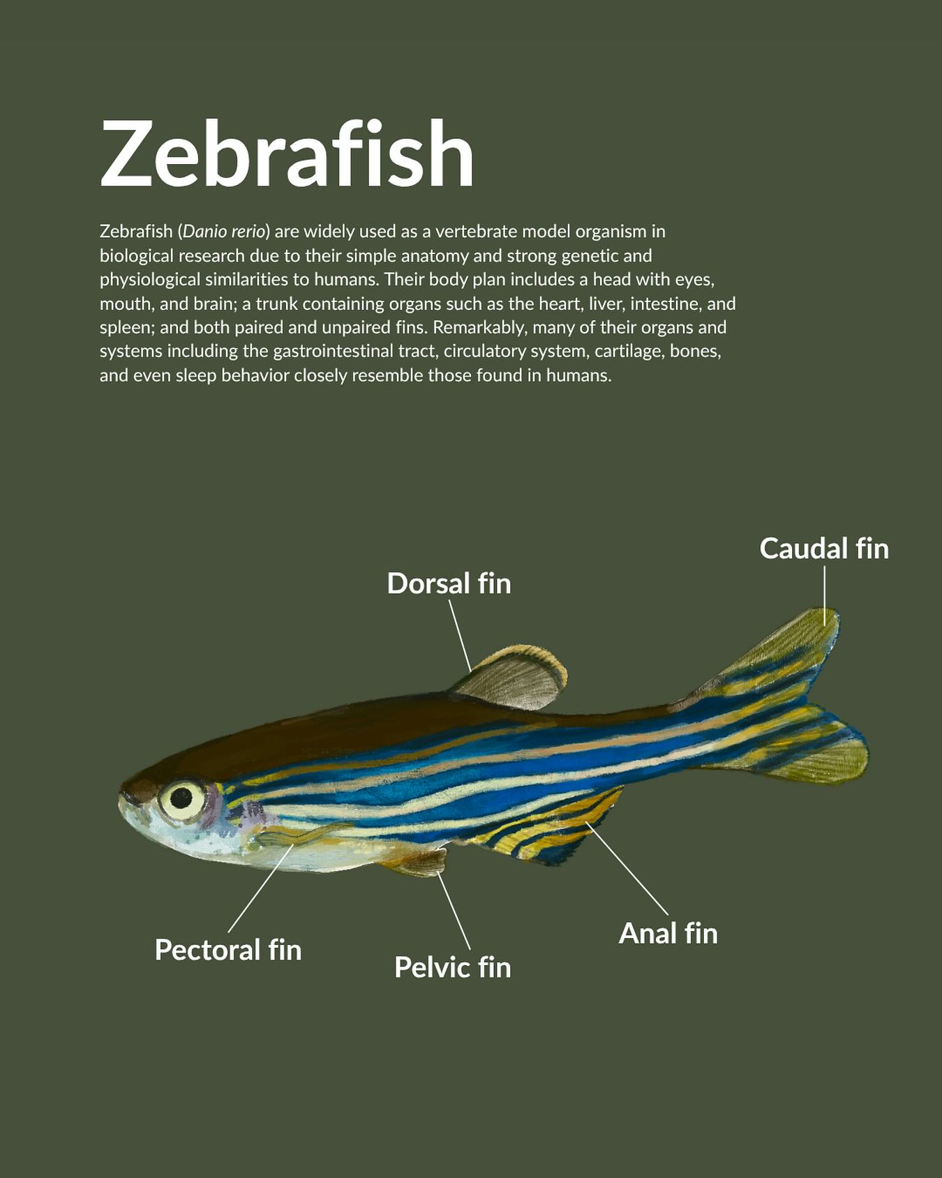 Zebrafish (2024)- Procreate and Adobe Illustrator
Inspired by the growing use of zebrafish (Danio rerio) biological research, this illustration features an adult zebrafish with labeled external anatomy. It serves as an educational awareness piece, highlighting their simple body plan and remarkable, genetic, and physiological similarities to humans.