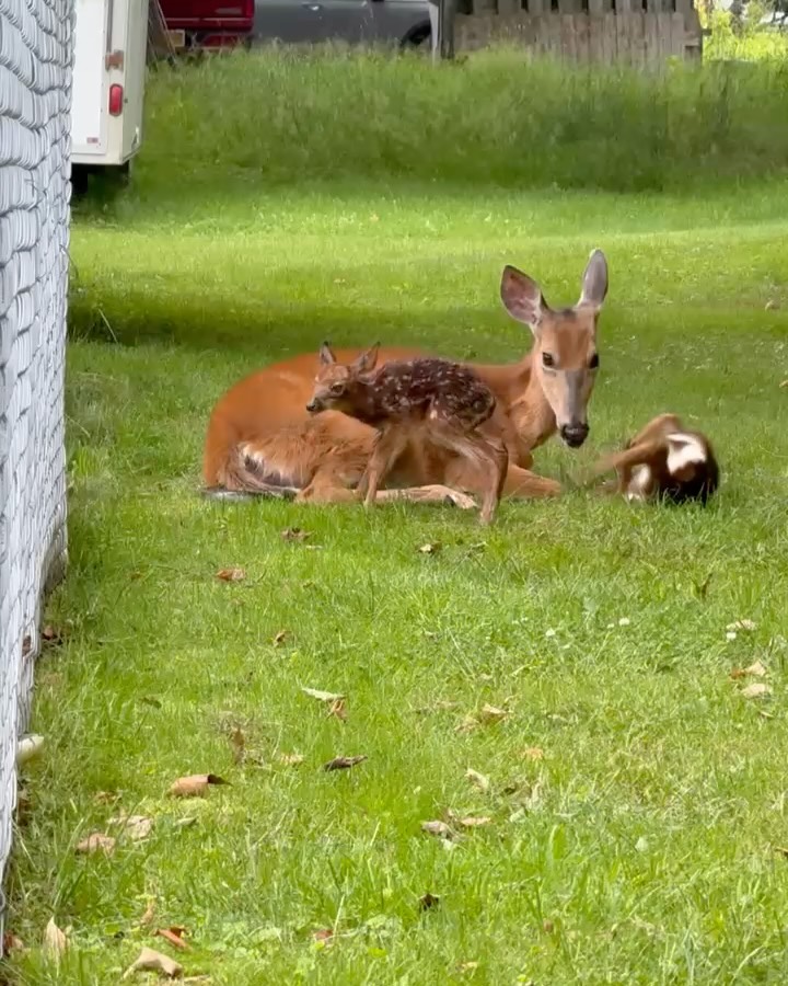 🦌🌲 Something magical happened at @villagecottages yesterday — two tiny fawns were born just beyond our pool! Witnessing this moment was pure awe, and a reminder of the wonder that surrounds us here in Old Forge.
Let’s honor these wild neighbors by keeping our distance, never feeding them, and letting nature thrive as it was meant to. Deer, bears, and every creature that calls this place home deserve our respect. After all, we’re just visitors in their world. 🐻💚 #RespectWildlife #OldForgeMagic #keepwildwild #villagecottages #specialday❤️ #oldforgeny #adirondacks #beautifuldestinations #vacation #visit #summer