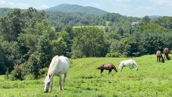 It ainโt easy being this breezy ๐๐๐
#piedmonthorseretirement #horseretirement #horseretirementfarm #livingthegoodlife #livingtheretiredlife #retiredhorsesofinstagram #retiredhorses #horsesofinstagram #horses #horselife #horsecountry #huntcountry #ponies #retiredponies #retiredponiesofinstagram #thoroughbred #thoroughbredsofinstagram #retiredthoroughbred #retiredracehorses #retiredracehorsesofinstagram #landthatilove