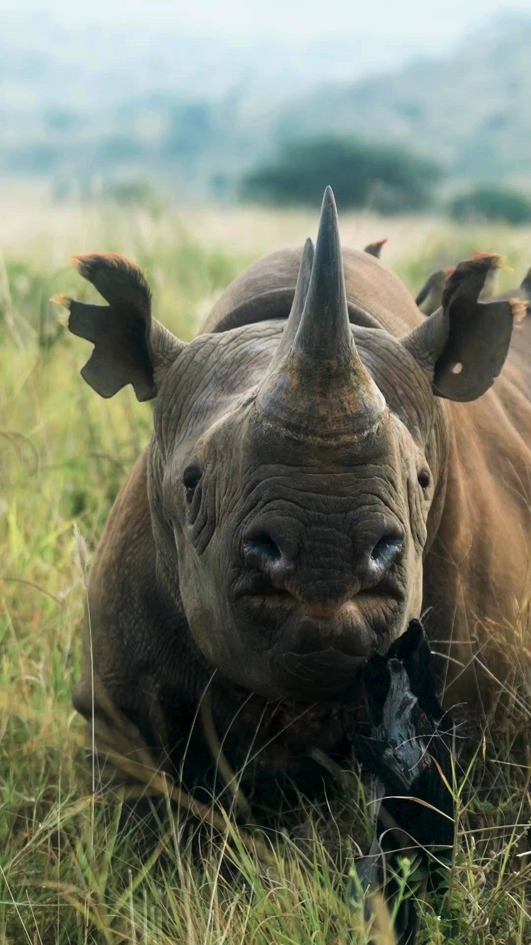 From elusive wild dogs to iconic giants like elephants and rhinos, Loisaba is home to some of Africa’s most threatened species.
By visiting, you’re not just on safari—you’re supporting real conservation. Field research, community-led protection, habitat preservation—it all depends on your stay.
📍 Loisaba Conservancy
#ConservationInAction #VisitLoisaba #WildlifeConservation #SafariWithPurpose #LandConnectedLifeProtected #Big5 #Kenya #KenyaSafari #VisitKenya
#ProtectWildlife #EcoTourism #SustainableTravel #EndangeredSpecies #NatureLovers #WildlifeProtection #SaveOurPlanet #ExploreAfrica