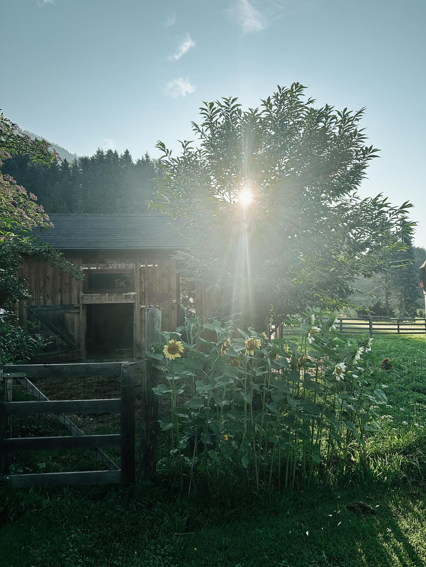 Guten Morgen an diesem Sommertag. Die Sonnenblumen haben ihren Zenit überschritten und blühen langsam ab. Ich hab sie heuer einfach stehen gelassen und sie nicht geerntet. Viel zu schön war der Anblick. 🫶
#sonnenblume #sunflower #sommergarten #blumendieanmorgendenken
