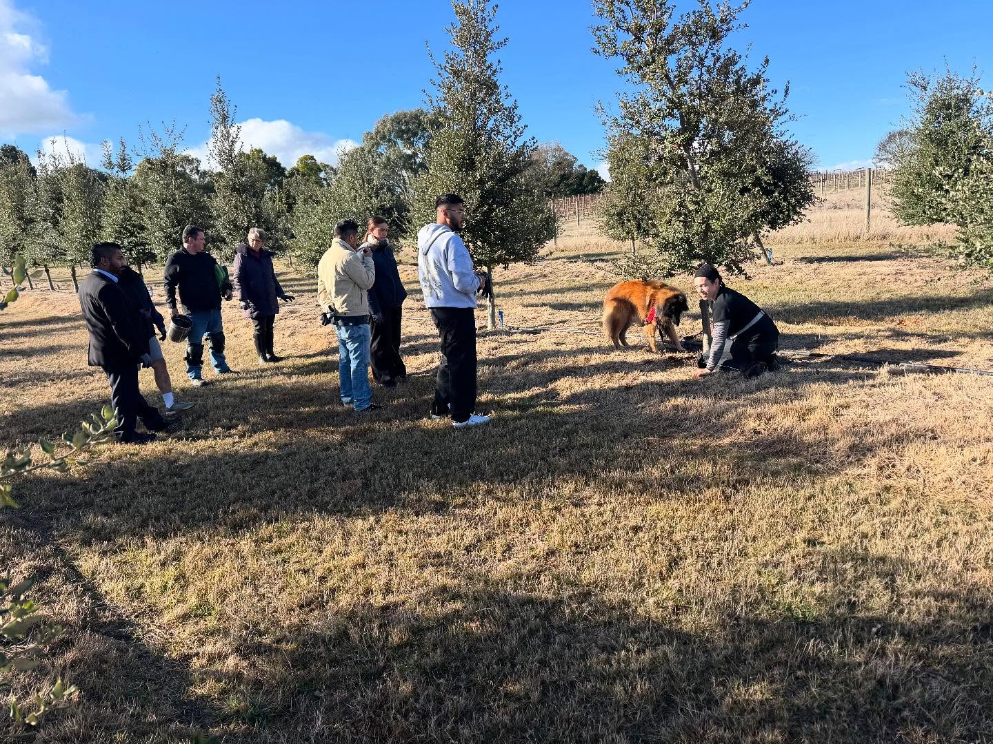 Some of the 5.2kg of truffle we found this week is available at Riddles Creek Farmers market this morning.... This week we did a wonderful Truffle Hunt with @clevelandestate Chef and staff. Amazing turnout! #truffle #frenchoak #truffiere #truffles #truffledog
#ourvineyard #boutiquewinery #winerylovers #wine #weekendsinmelbourne #australianwines
#macedonranges #winetasting #cellardoor #vintners #daylesfordmacedonlife #daylesfordmacedonranges #cellardoorvictoria #melbournecellardoor #victorianwine #victorianwinery #winerymacedonranges #woodend #kyneton #localproducers #cellardoorvictoria #explorevictoria #wineryvictoria #countryvictotia
#visitvictoria