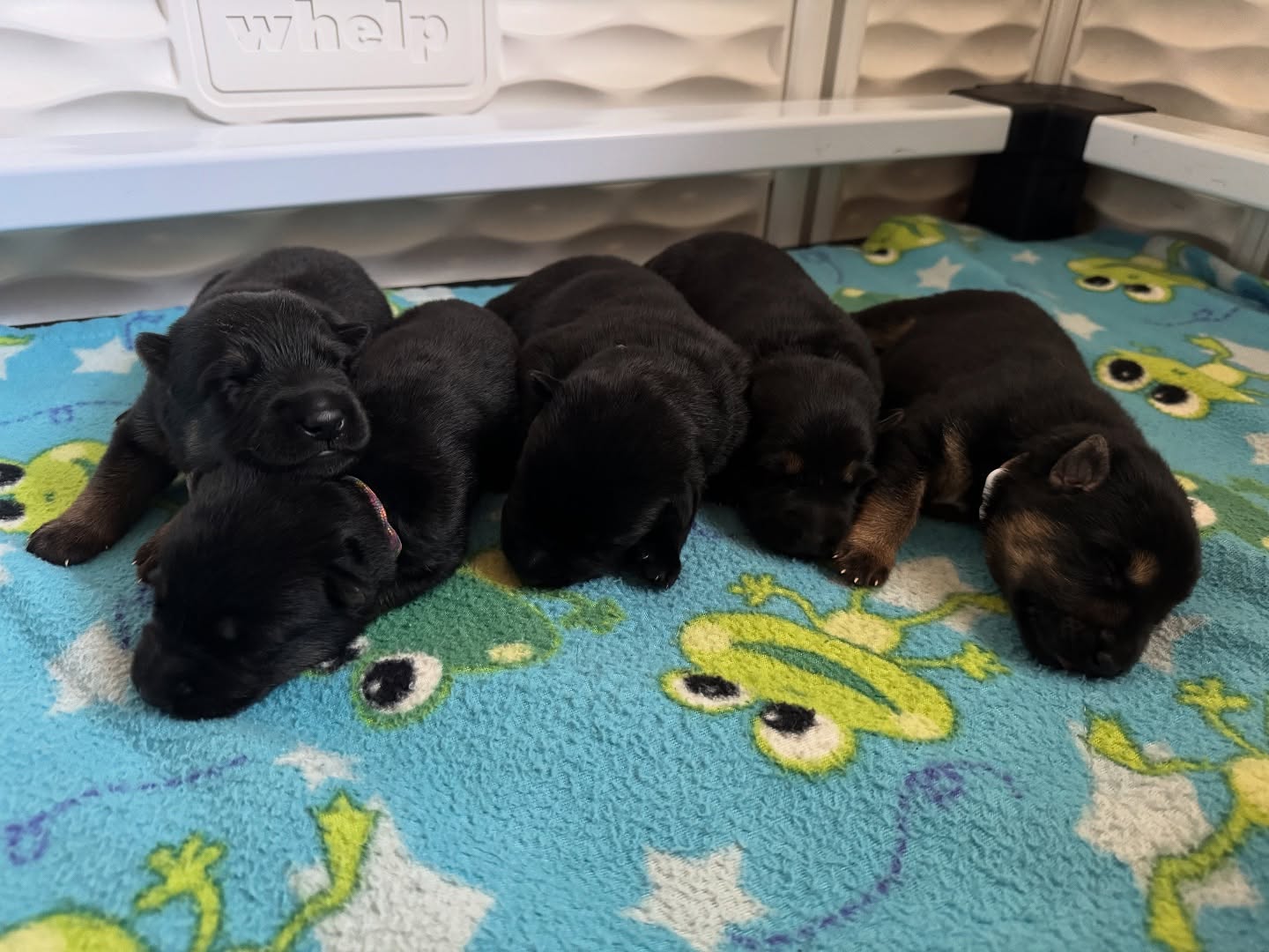 Introducing the “B” Litter
Liberty x Flash
DOB: 7/12/2025
4m/1f
1 Black & 4 Bi-color
“Baylor” (Black) - Army Green 💚
“Breaker” (Bi-color) - Beige 💛
“Bastian” (Bi-color) - Light Blue 🩵
“Bronté” (Bi-color) - Multi 💌
“Belisama” (Bi-color) - Gold 👑
(Accepting Male Inquiries)
#germanshepherd #germanshepherdpuppy #germanshepherdsofinstagram #blackgermanshepherd #workingdog #sportdog #igp #psa #frenchrong #akc #ukc
