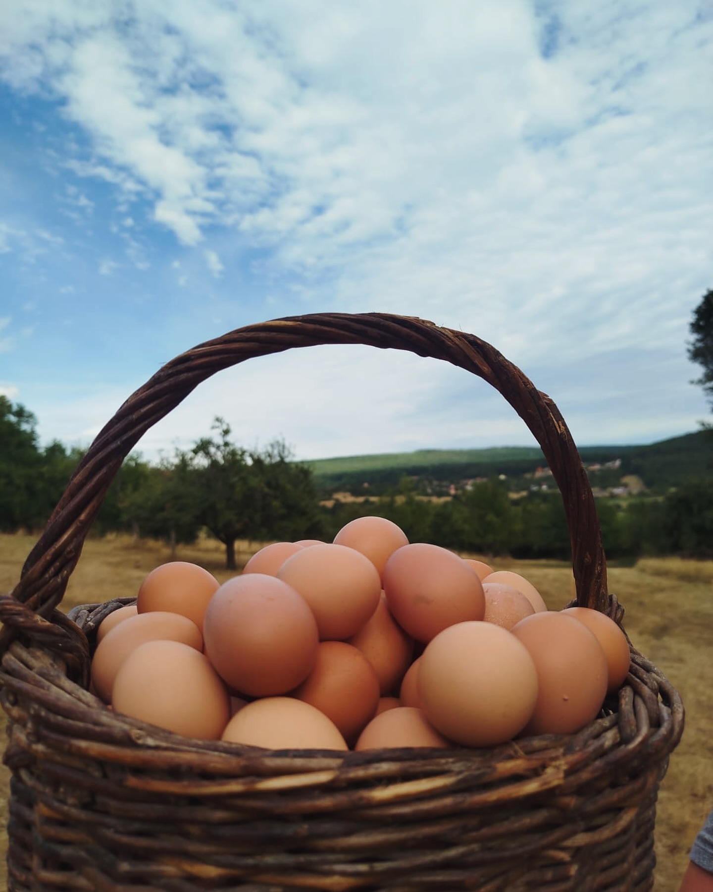 Ce n’est pas une photo de banque d’images.
C’est un panier de nos œufs, fraîchement ramassés, sous le ciel de Wintzfelden, à la ferme du Ritzenthal 🌿
Des œufs bio, ramassés à la main, pondus par des poulettes qu’on connaît toutes par leur prénom (ou presque 😄)
📍 Vente directe à la ferme
🕒 Mercredi 17h30-19h / Samedi 10h-12h
📦 Boîtes de 6, 12 ou 24 œufs
👉 Toutes les infos sur : https://www.lesritzencot.com
#LesRitzenCot #OeufsBio #CircuitCourt #Wintzfelden #FermeAlsacienne #BonBio