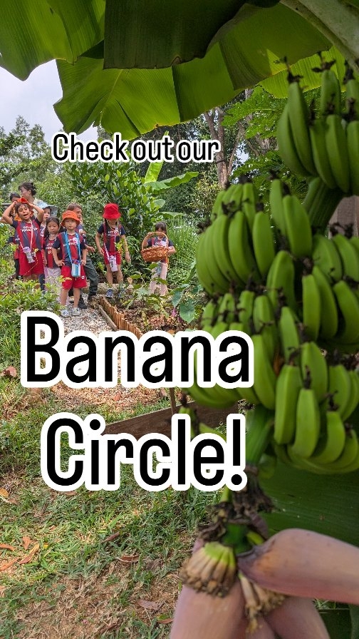 This is bonkers! The banana growing at the Banana Circle are 10 times taller than the one in normal soil. And they've just started madly fruiting too!
Shout out to permaculture guru Marcus at @habitatcollective.sg who introduced the idea...
A banana circle is simply a circular hole about 2m dia and 1m deep. The earth removed from the hole is mounded around the outside and used to grow plants. The pit in the middle is used as a wet composting area. The breakdown of organic material provides nutrition for the plants growing around the perimeter.
We positioned the circle at lower ground where runoff is direction into: As bananas like lots of water and are heavy feeders, it's a great way to deal with a problem boggy area. As well as a place to dispose of your compost and kitchen scraps, which we get from @lionbreweryco_taproomsg 's spent beer grain!
Now who wants to try our harvest a week or two from now!