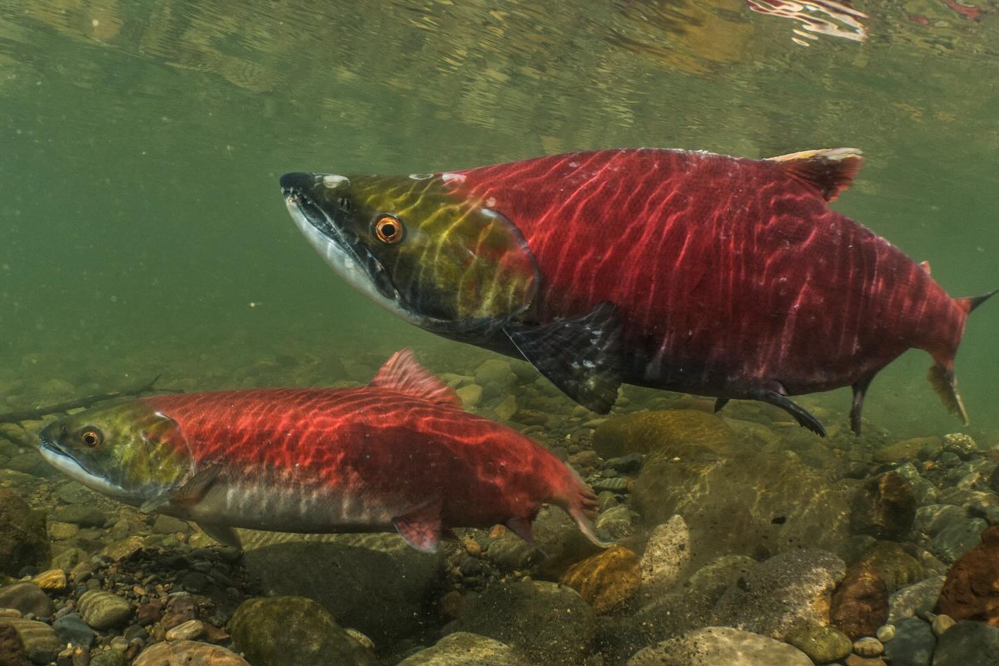 The salmon are coming! It is an exciting time of year as salmon start to show up in streams and fisheries across BC. But how does one keep up with what’s happening?!
One source of information for Fraser River sockeye and pink salmon is the @pacificsalmoncommission, which issues weekly reports during the Fraser River commercial salmon fishing season.
This year, they are forecasting 17-39 million (best estimate = 27 million) pink salmon for the Fraser - some of the highest on record! The forecasted return of sockeye is a more modest 1.4-6.4 million (best estimate = 3 million). It can be noted that these forecasts have a lot of uncertainty due to the unpredictable ups and downs of marine survival. The PSC updates these numbers as salmon are counted and caught throughout the season 🐟📊
Head over to the link in our bio to take a look!
Photos taken by @davidherasimtschuk and @freshwatersillustrated.
.
.
.
#fisheries #data #pacificsalmoncommission #fraserriver #sockeye #pink #resource