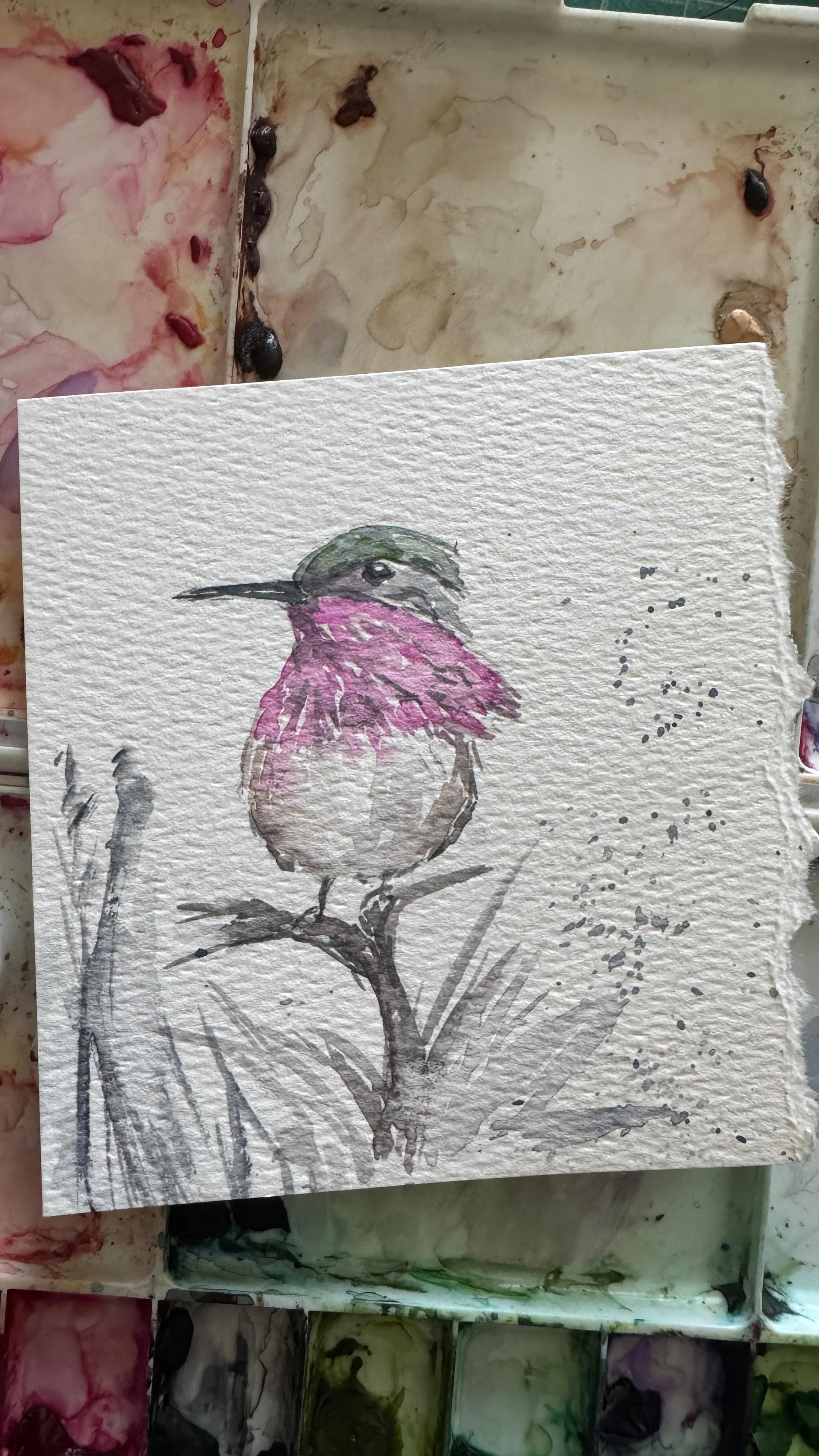 Painting a little Anna’s Hummingbird! Love their bright pinkish neck featers so much!
#annashummingbird #watercolor #watercolorpaintings