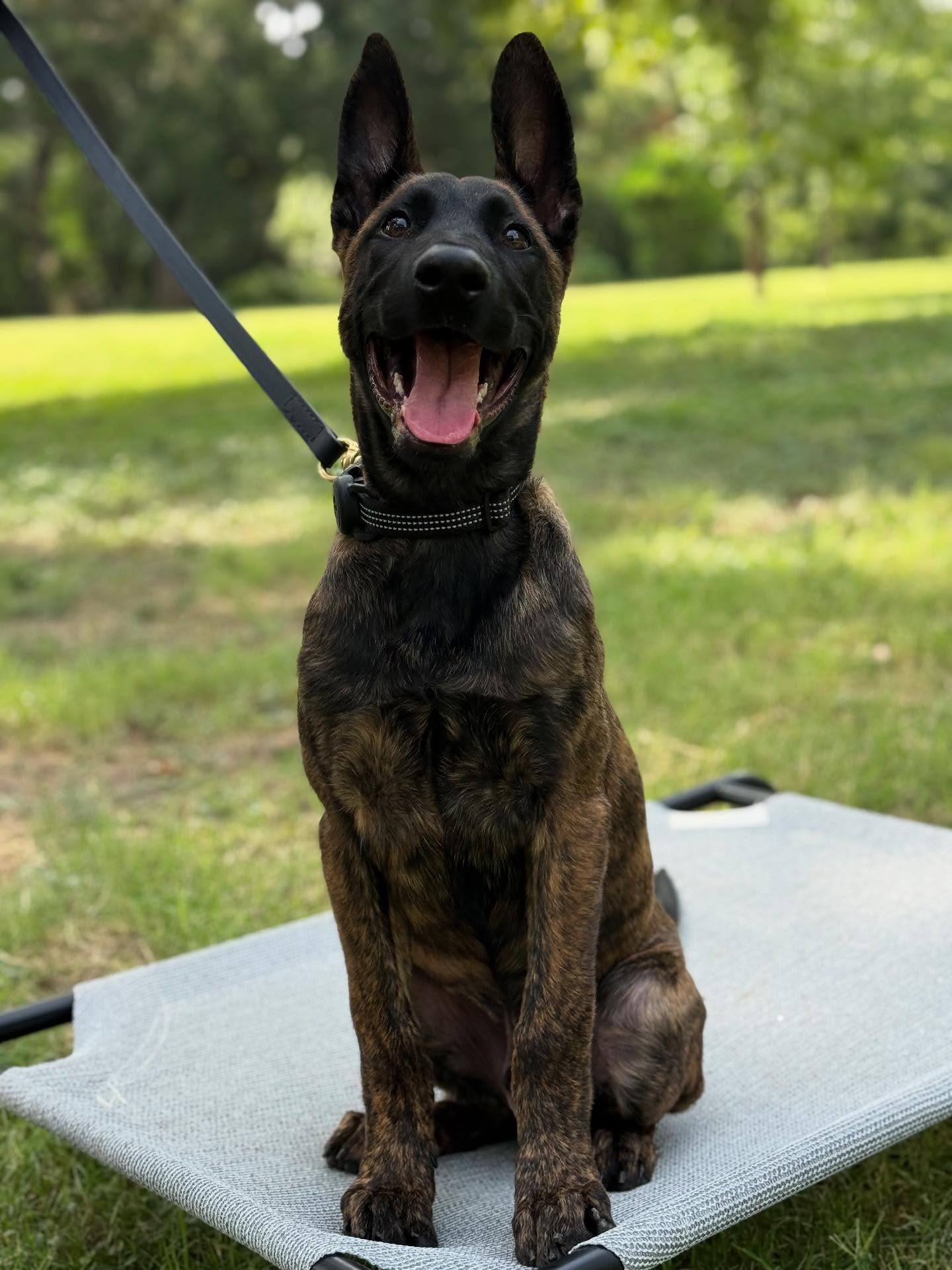 We’ve got a great group of pups here this week at Xcaliber Dog Training! Comment and let us know what type of training tips / tricks you’d like to see us do videos on!
📞210-7869252
🌐www.xcaliberk9.com