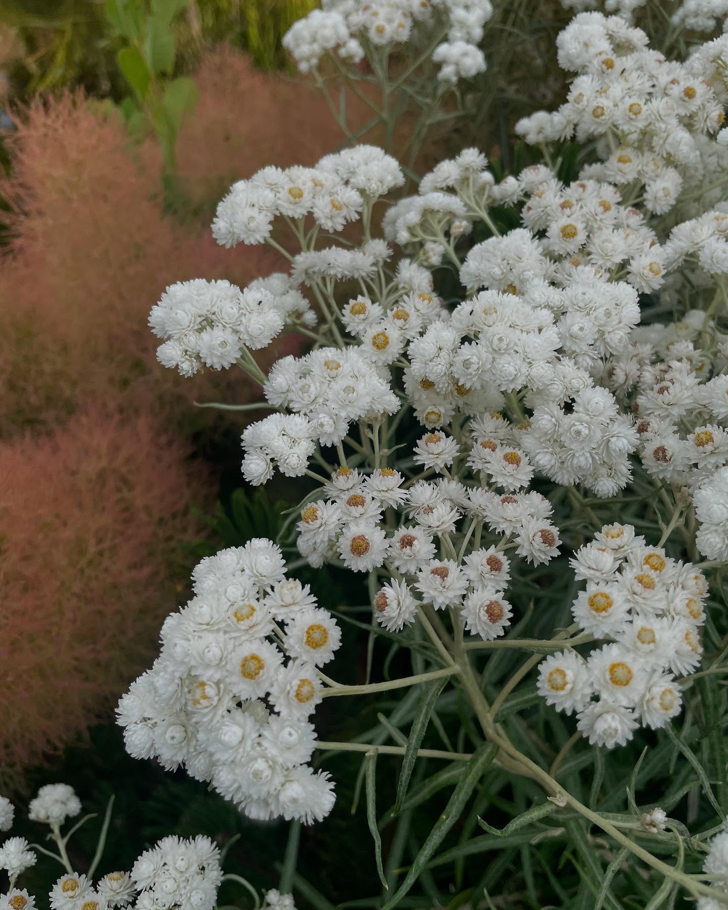Anaphalis margaritacea ‘Shellaligan Pass' and Cotinus coggygria 'Young Lady'
